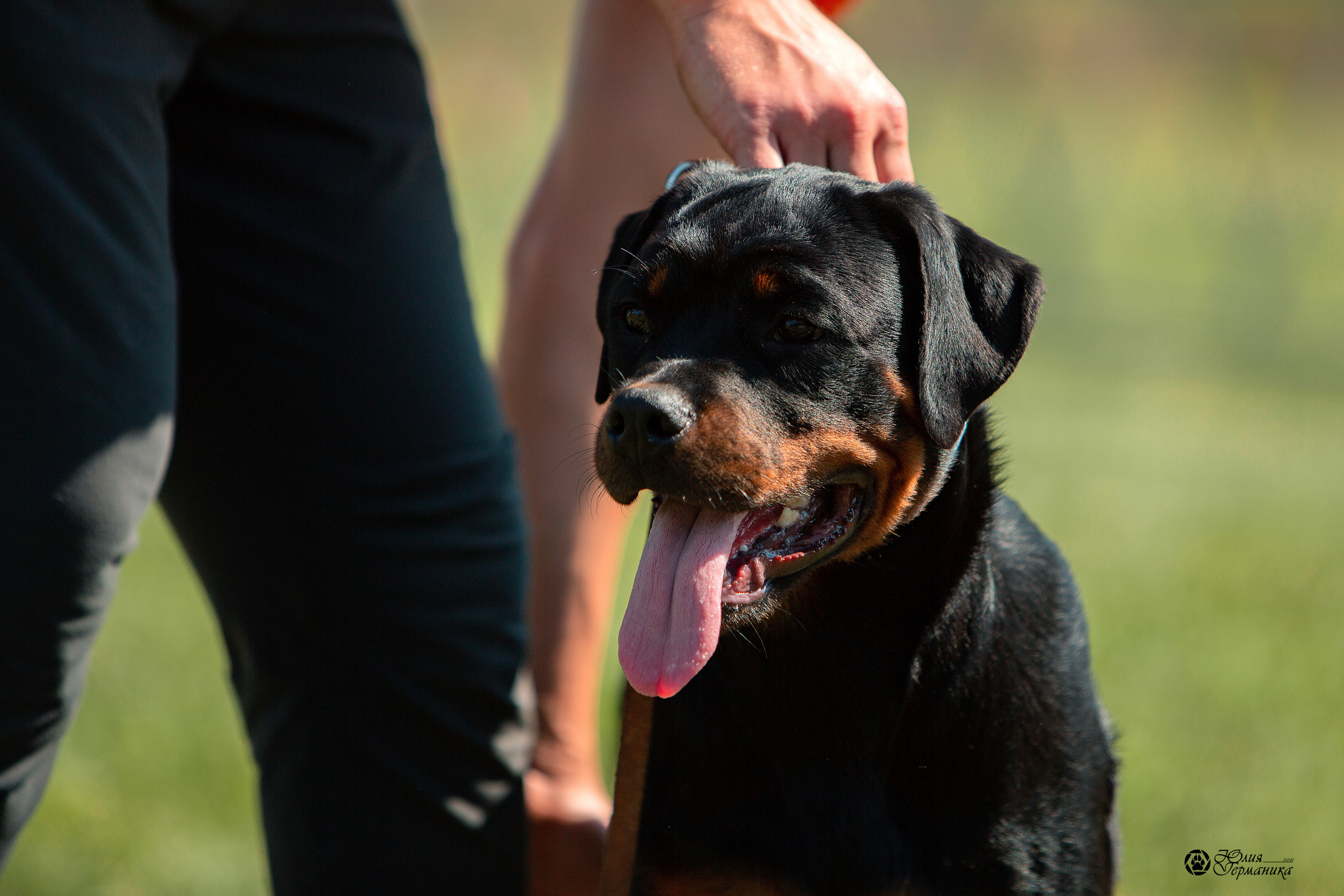 Монопородные выставки. Фотограф-анималист Юлия Германика
