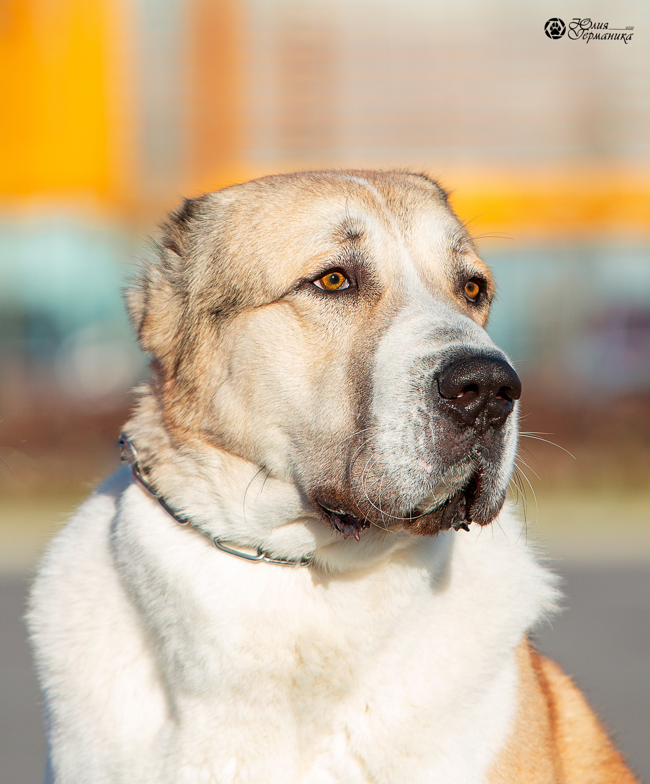 Питер 4 CACIB 22-25 октября 2021. Фотограф-анималист Юлия Германика