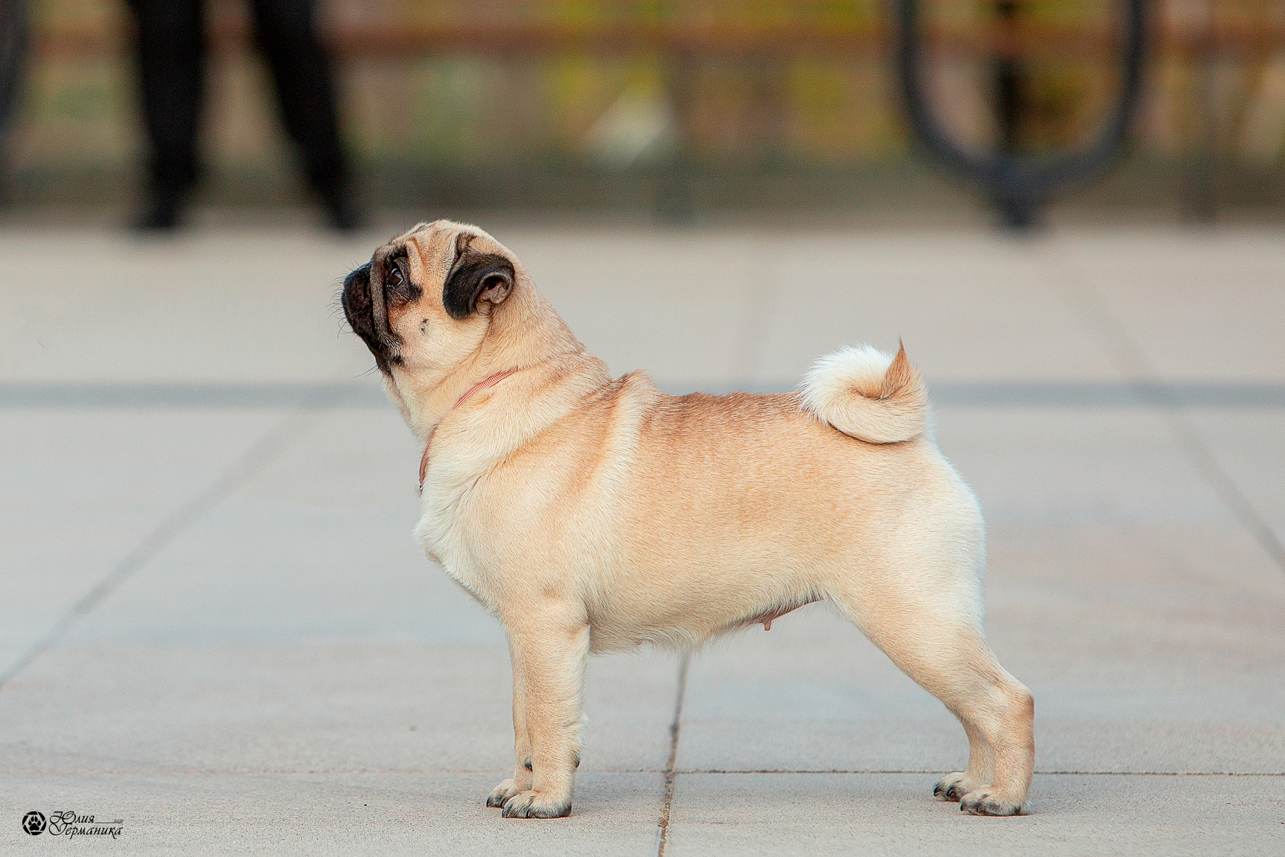 Нижний Новгород 3хCACIB 15-17 октября 2021. Фотограф-анималист Юлия Германика