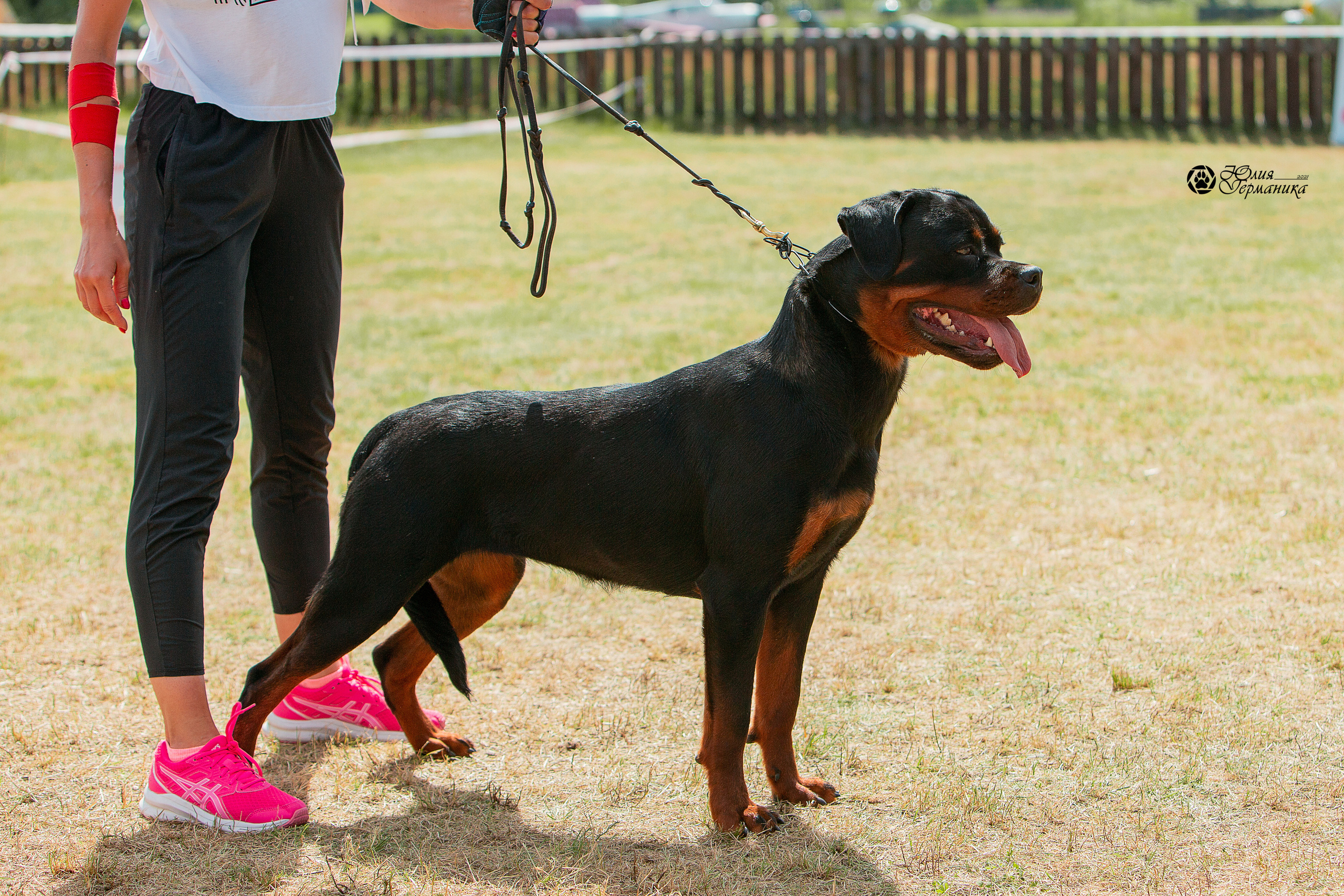 Тверь моно ротвейлеров 3-4 июля 2021. Фотограф-анималист Юлия Германика