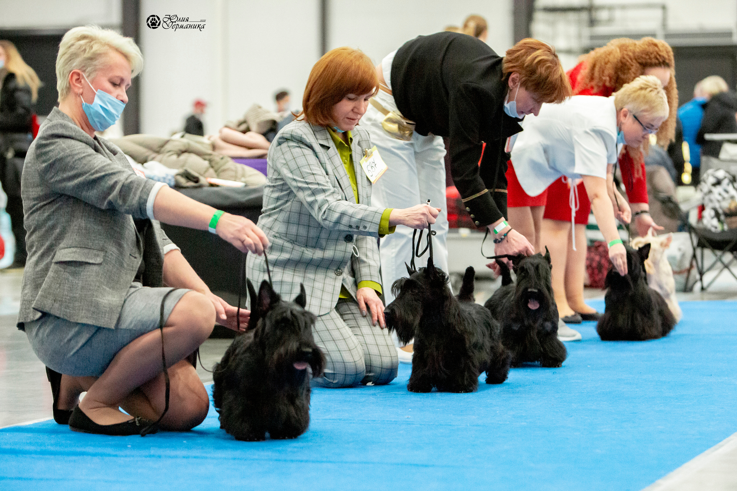 Санкт-Петербург 3хCACIB 10-12 декабря 2021. Фотограф-анималист Юлия Германика