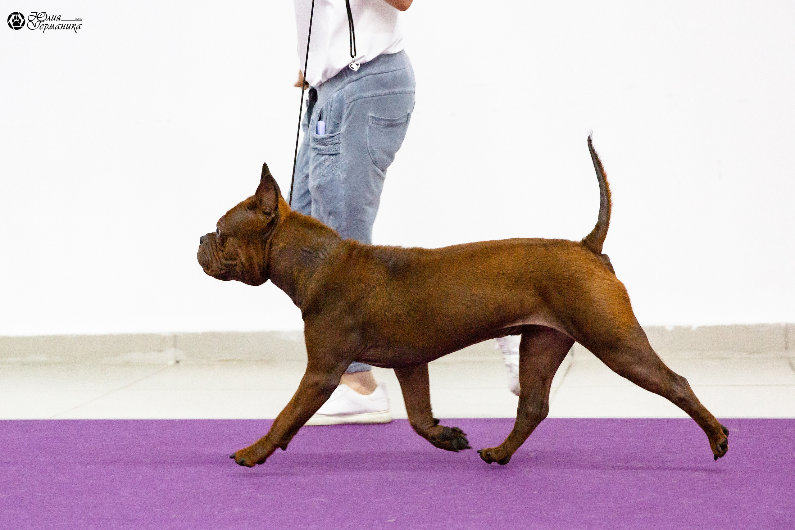 Чайна-Таун 2021. Фотограф-анималист Юлия Германика