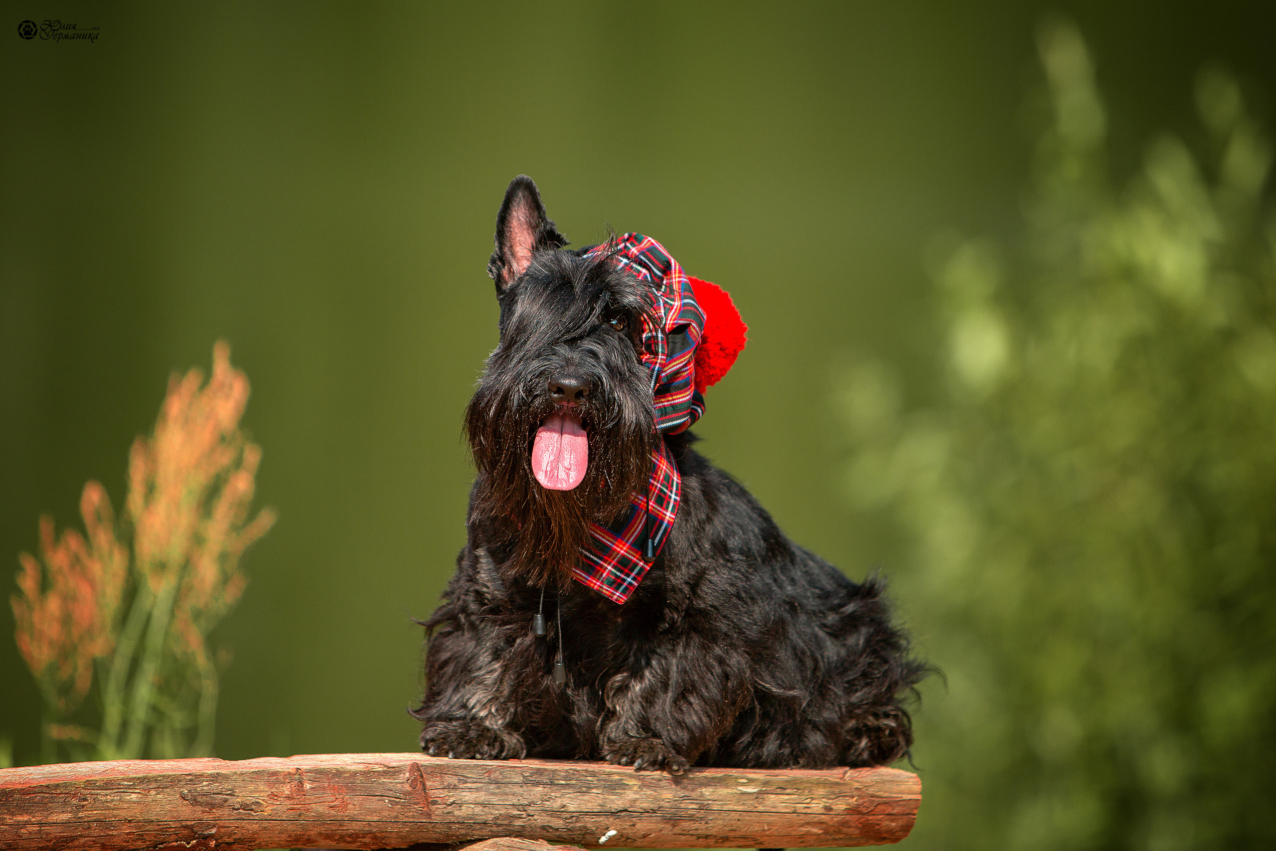 Свободная съемка. Фотограф-анималист Юлия Германика