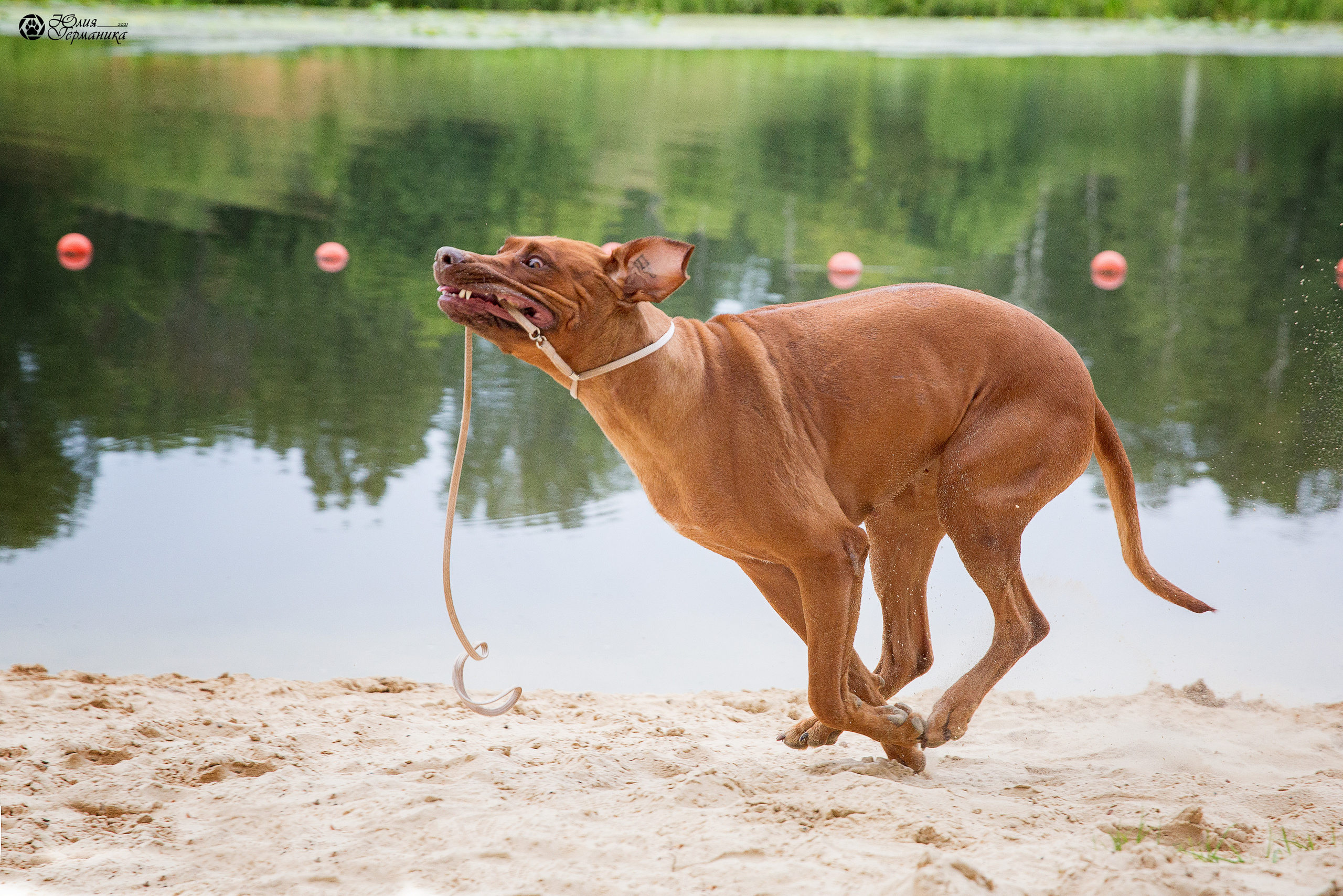 Свободная съемка. Фотограф-анималист Юлия Германика