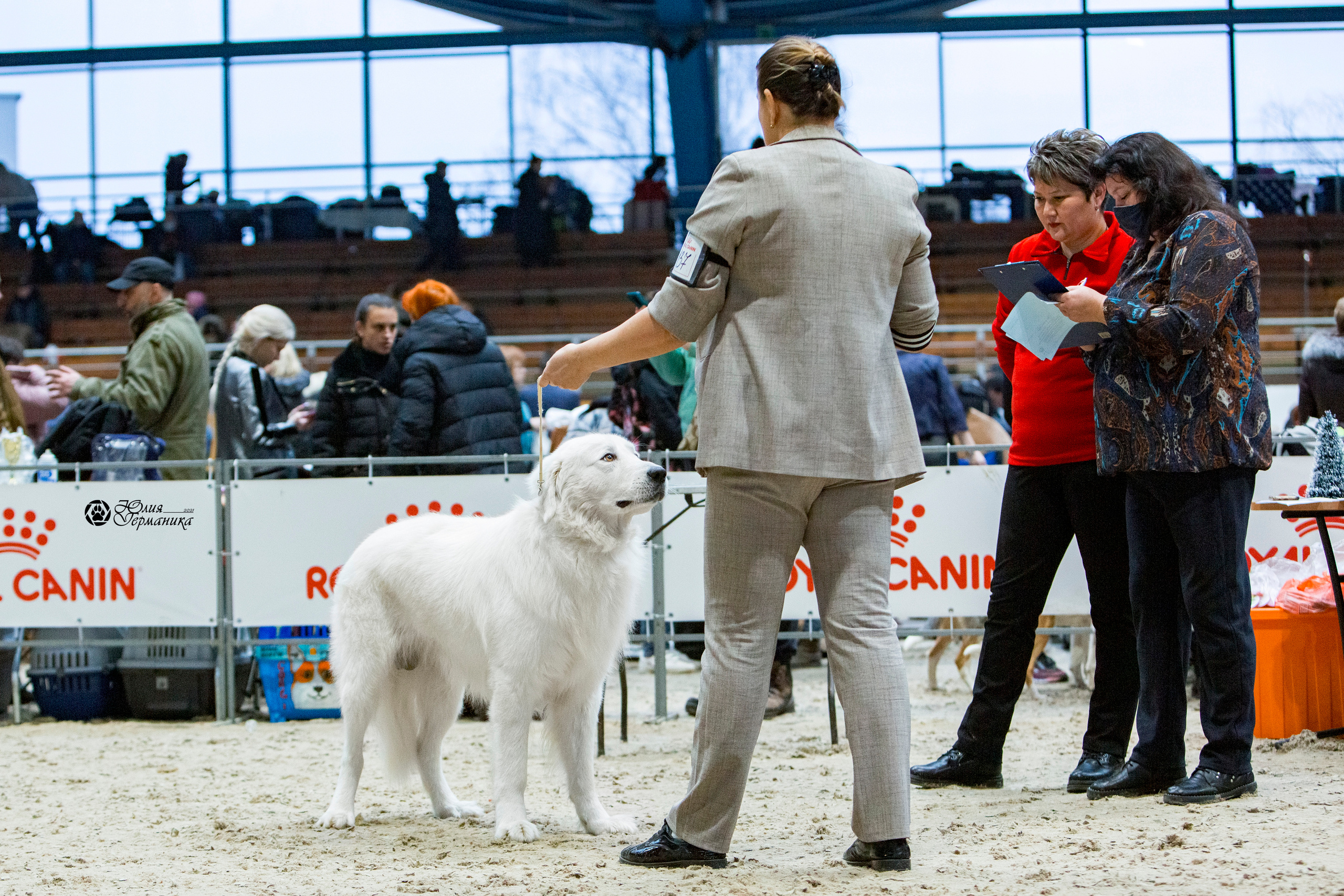 Минск 2хCACIB 27-28 ноября 2021. Фотограф-анималист Юлия Германика