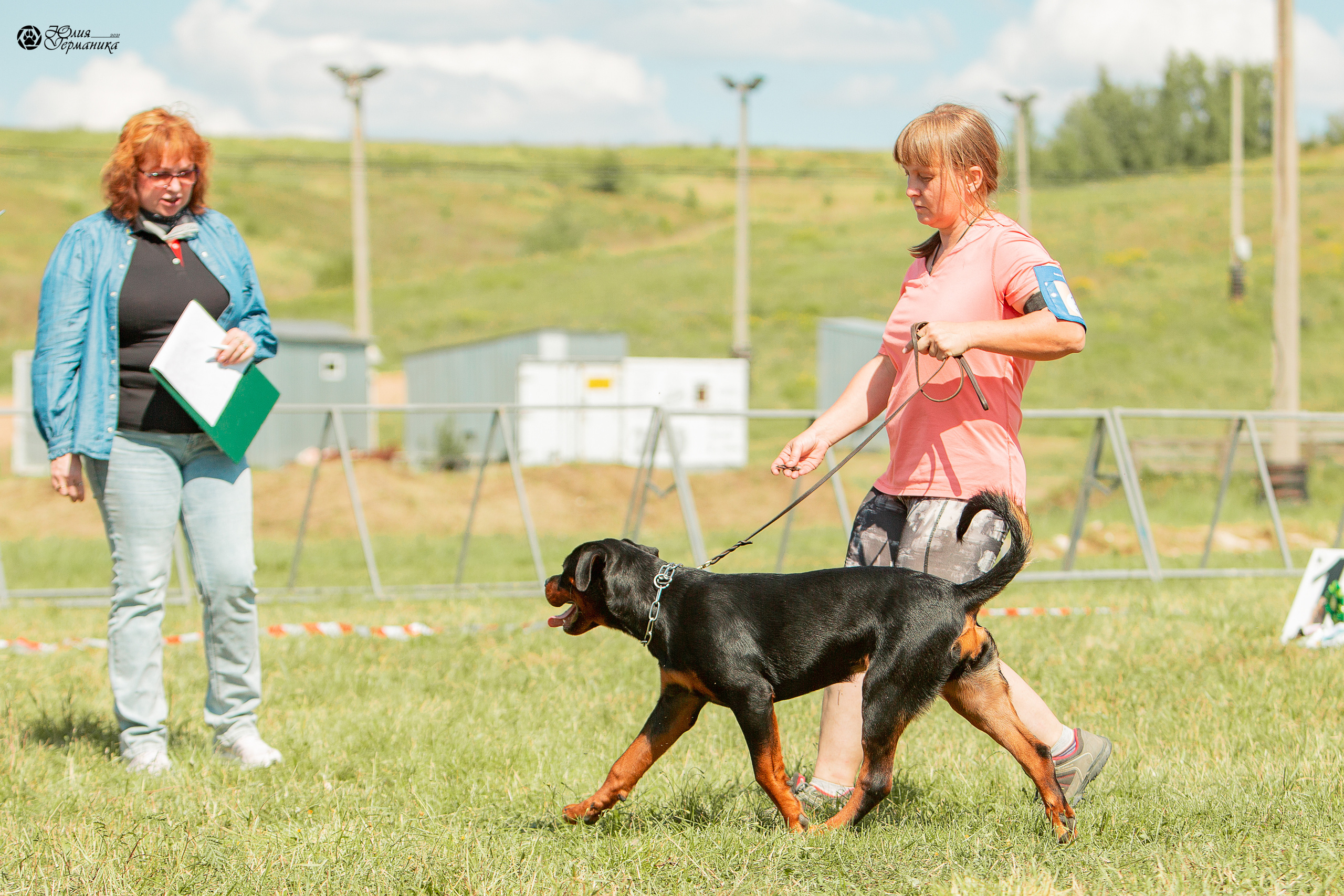 Рязань,Ховрино 14-15 августа 2021 моно ротвейлеров. Фотограф-анималист Юлия Германика