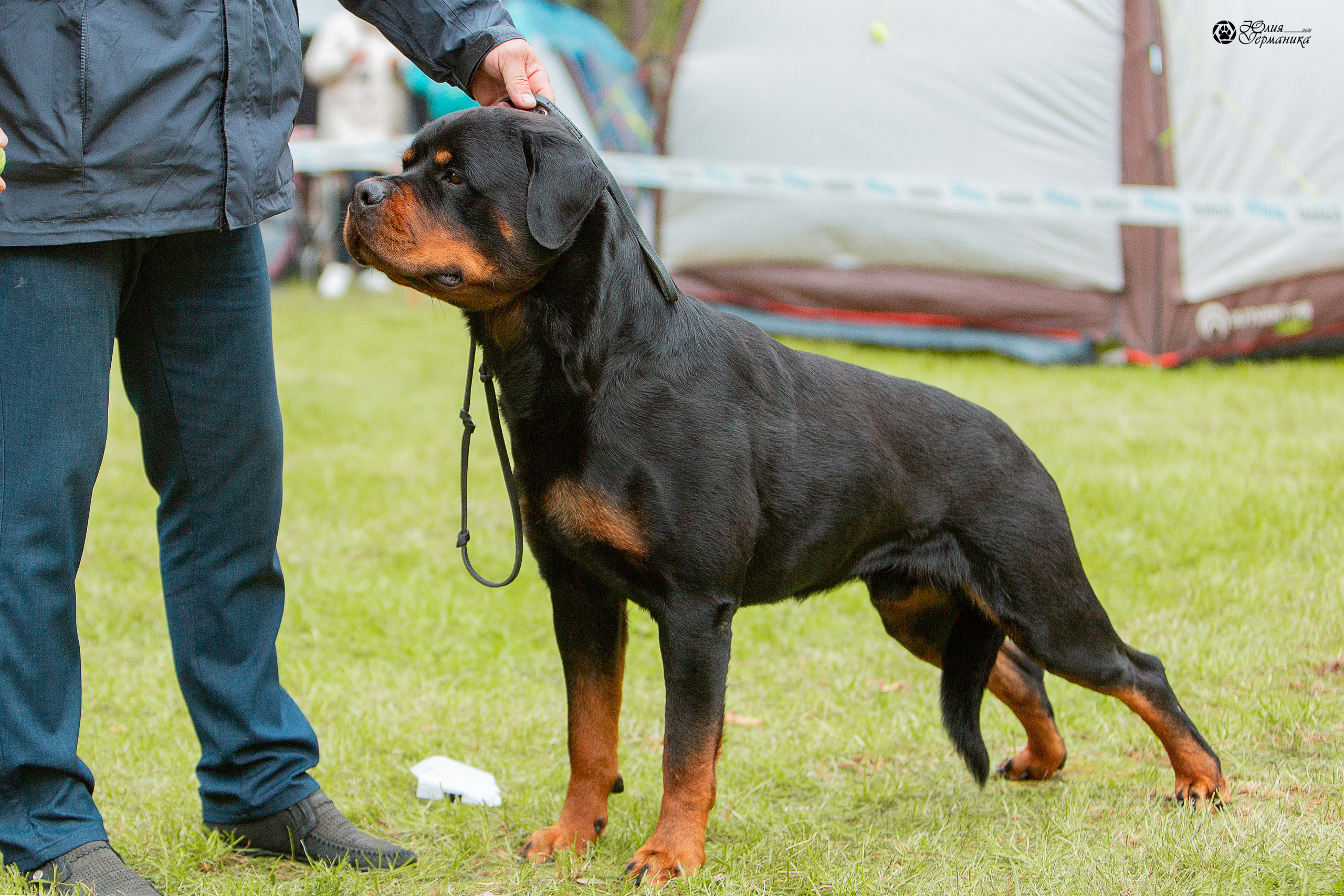 Псков 2xСАСIB 18-19 сентября 2021. Фотограф-анималист Юлия Германика
