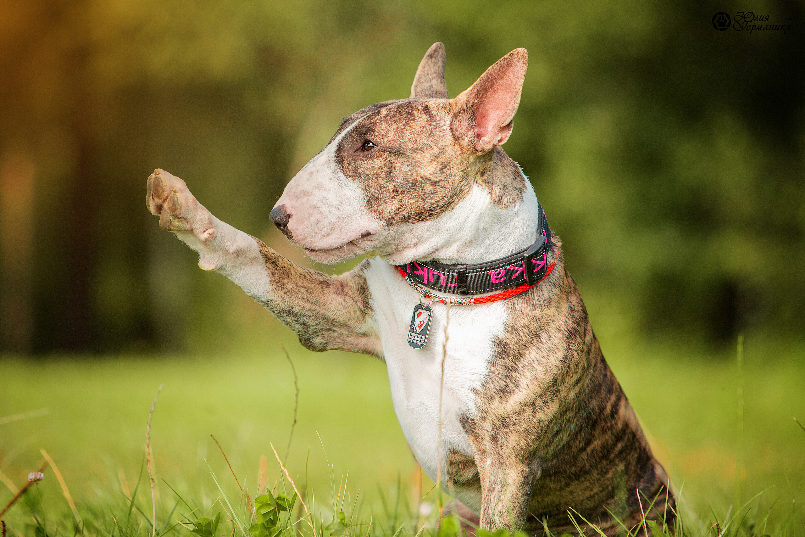 Свободная съемка. Фотограф-анималист Юлия Германика