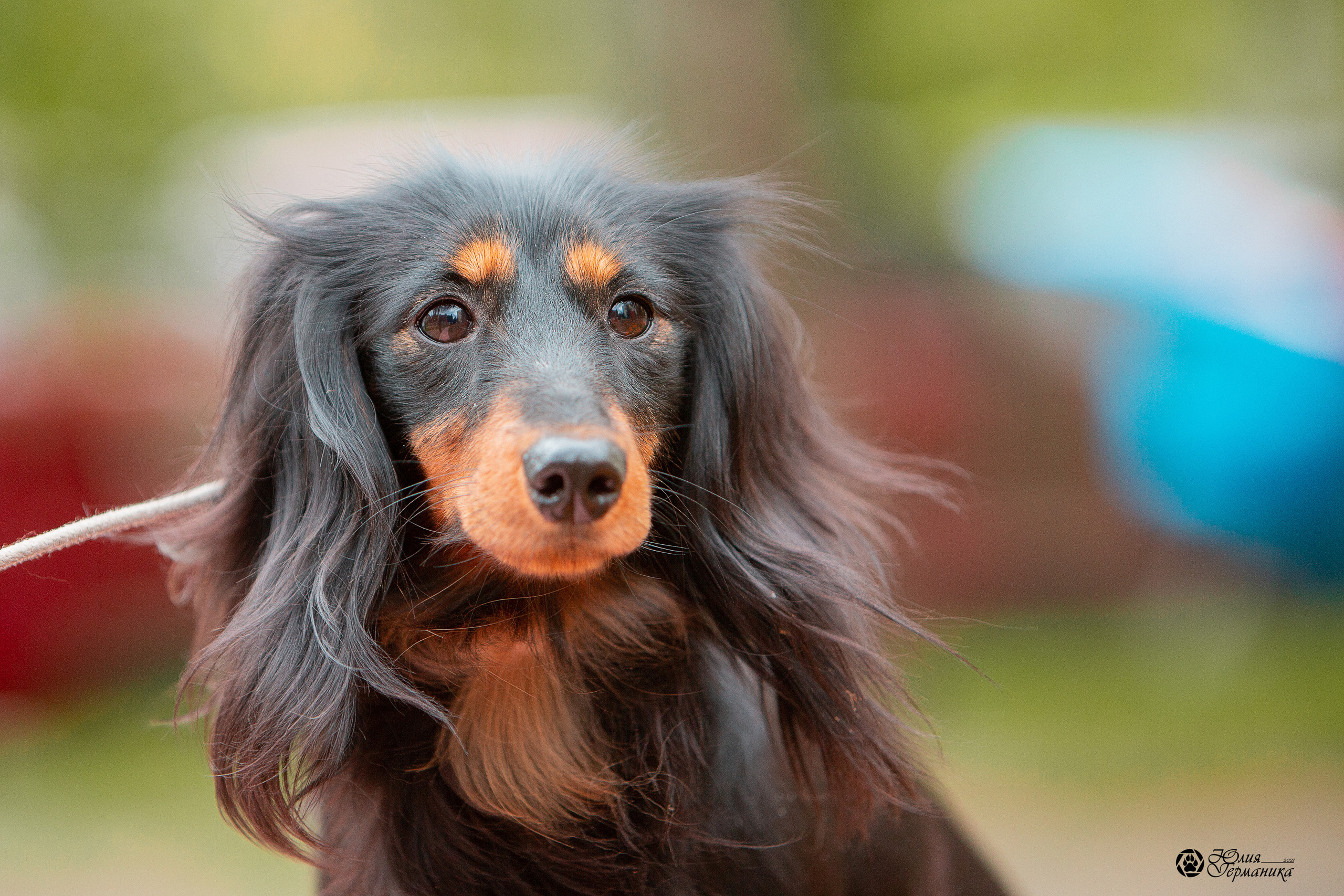 Свободная съемка. Фотограф-анималист Юлия Германика