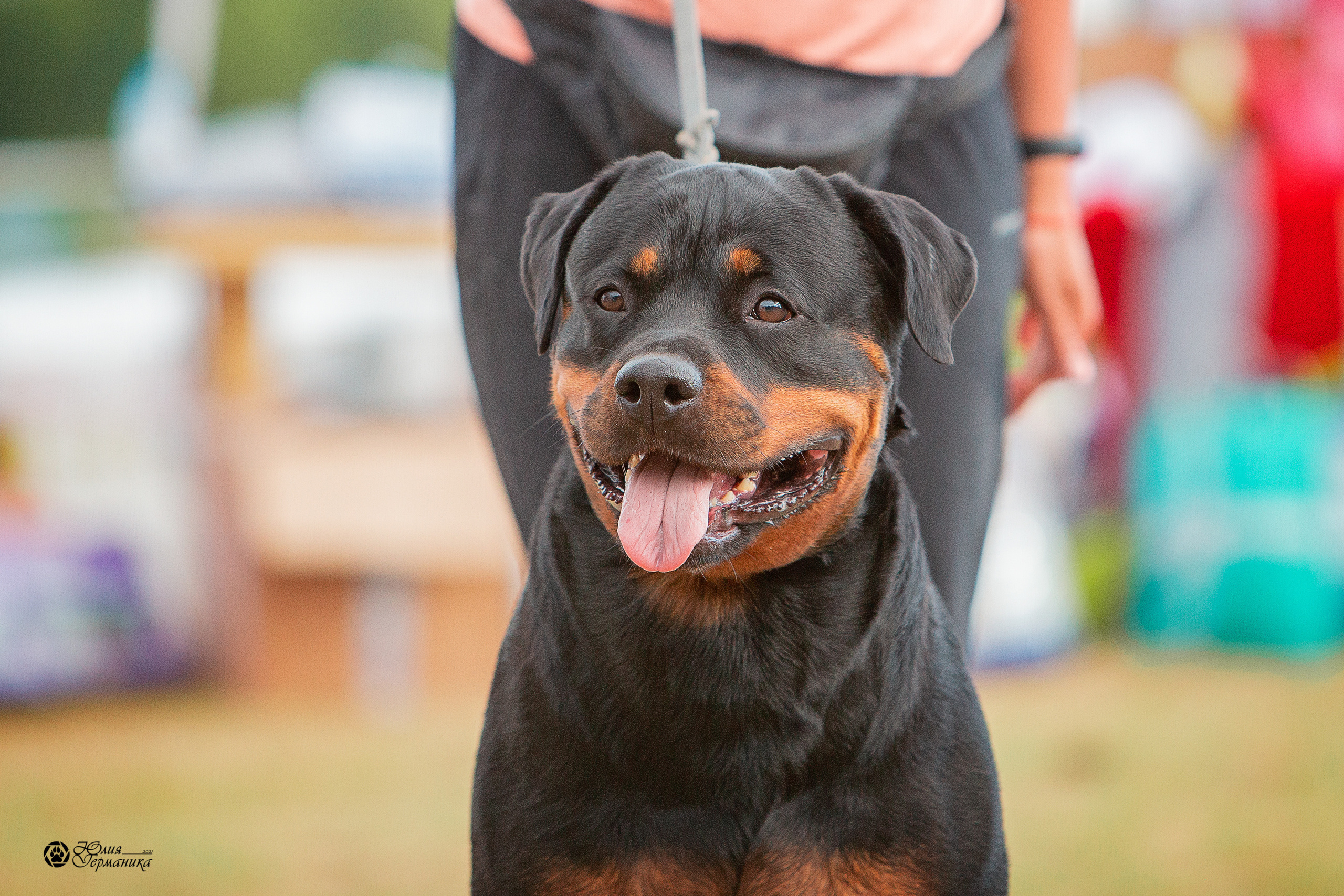 Тверь моно ротвейлеров 3-4 июля 2021. Фотограф-анималист Юлия Германика