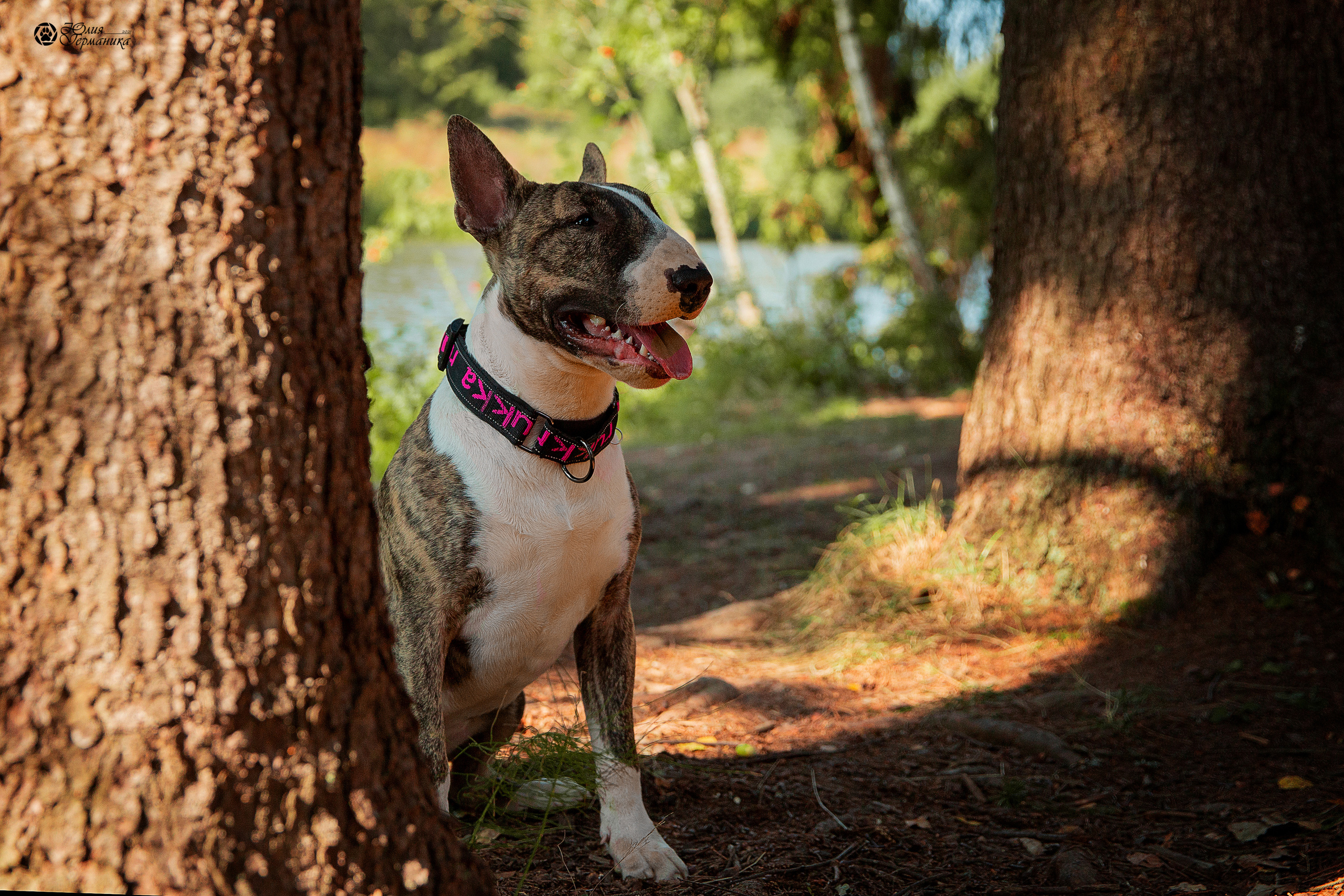 Свободная съемка. Фотограф-анималист Юлия Германика