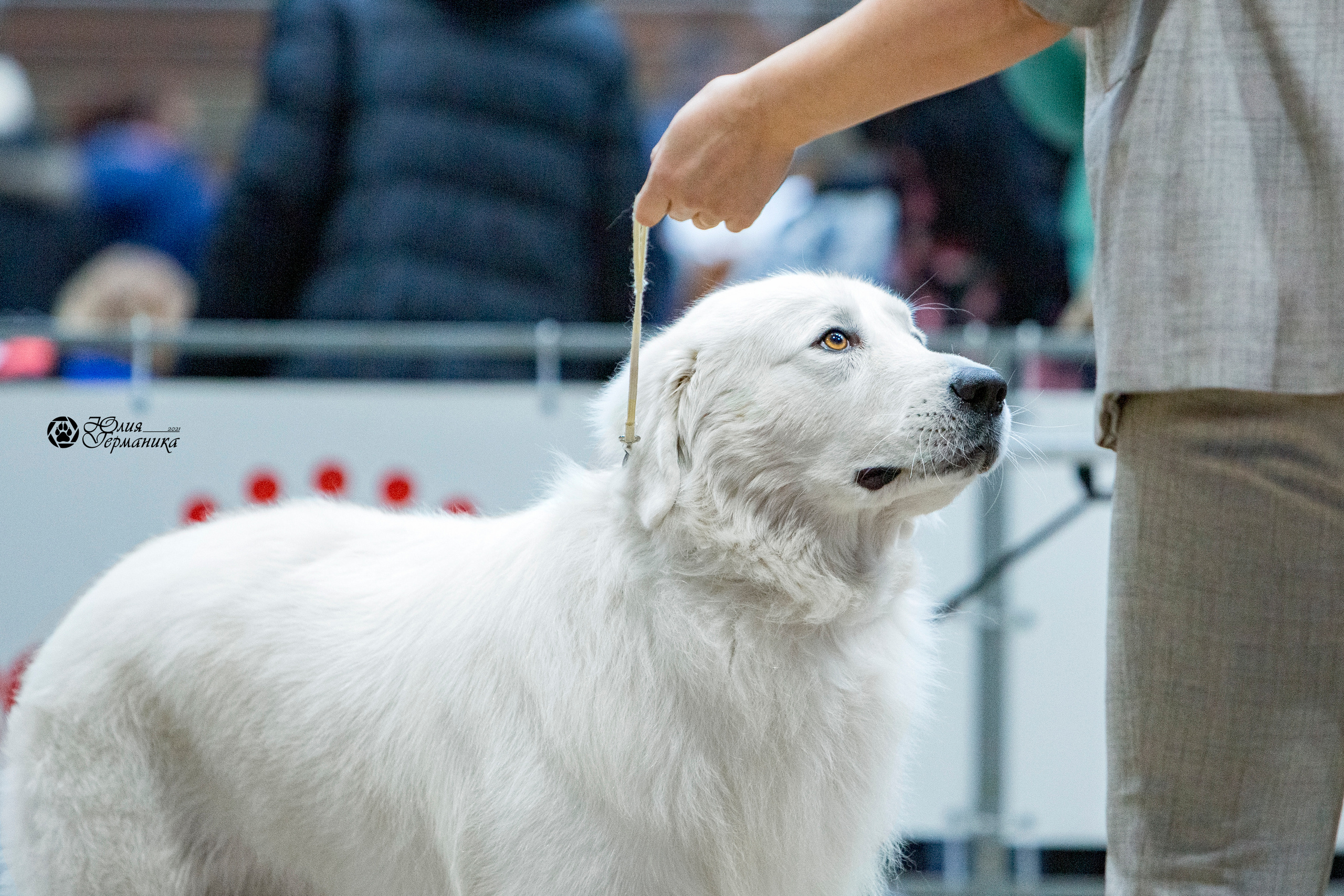 Минск 2хCACIB 27-28 ноября 2021. Фотограф-анималист Юлия Германика