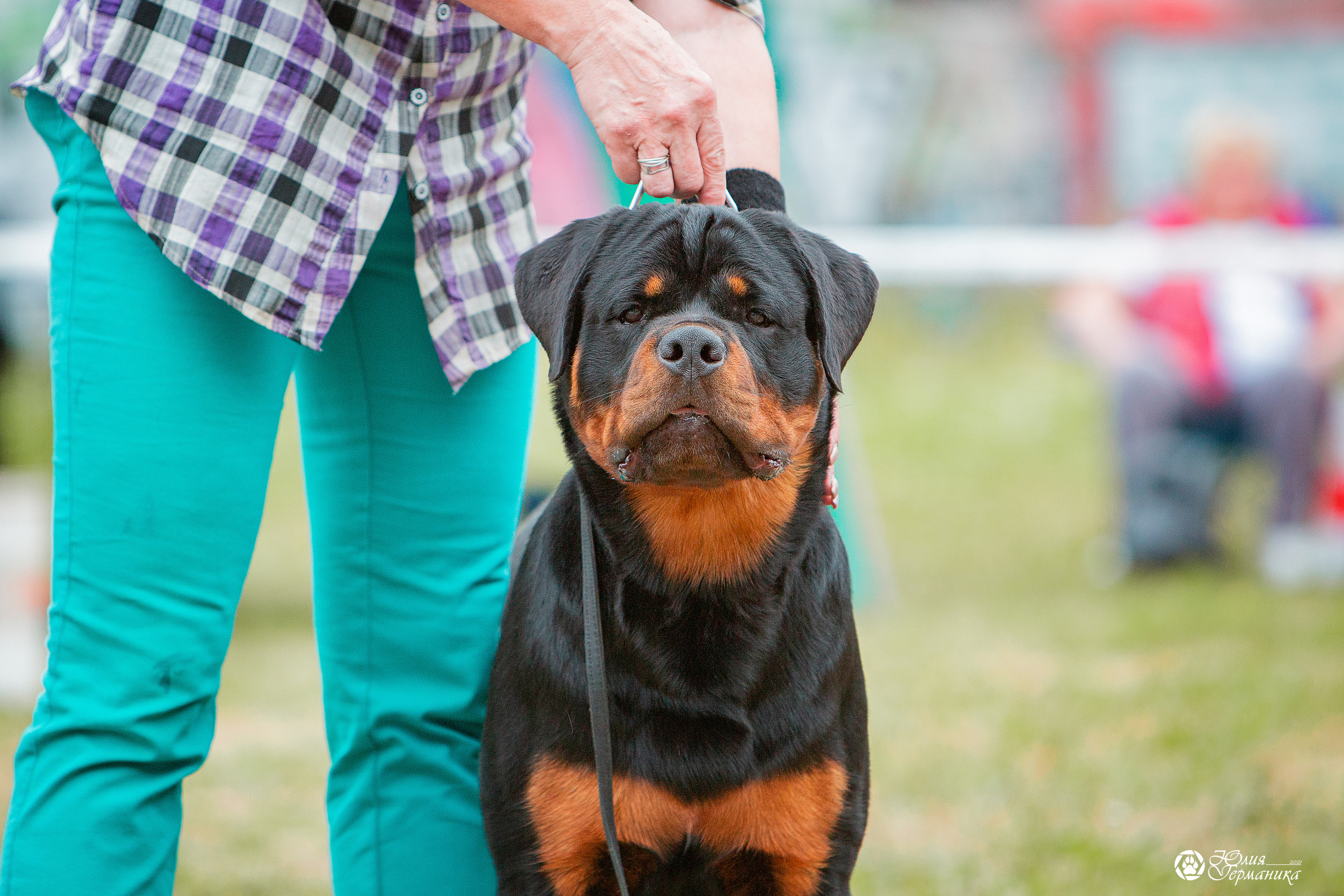 Монопородные выставки. Фотограф-анималист Юлия Германика