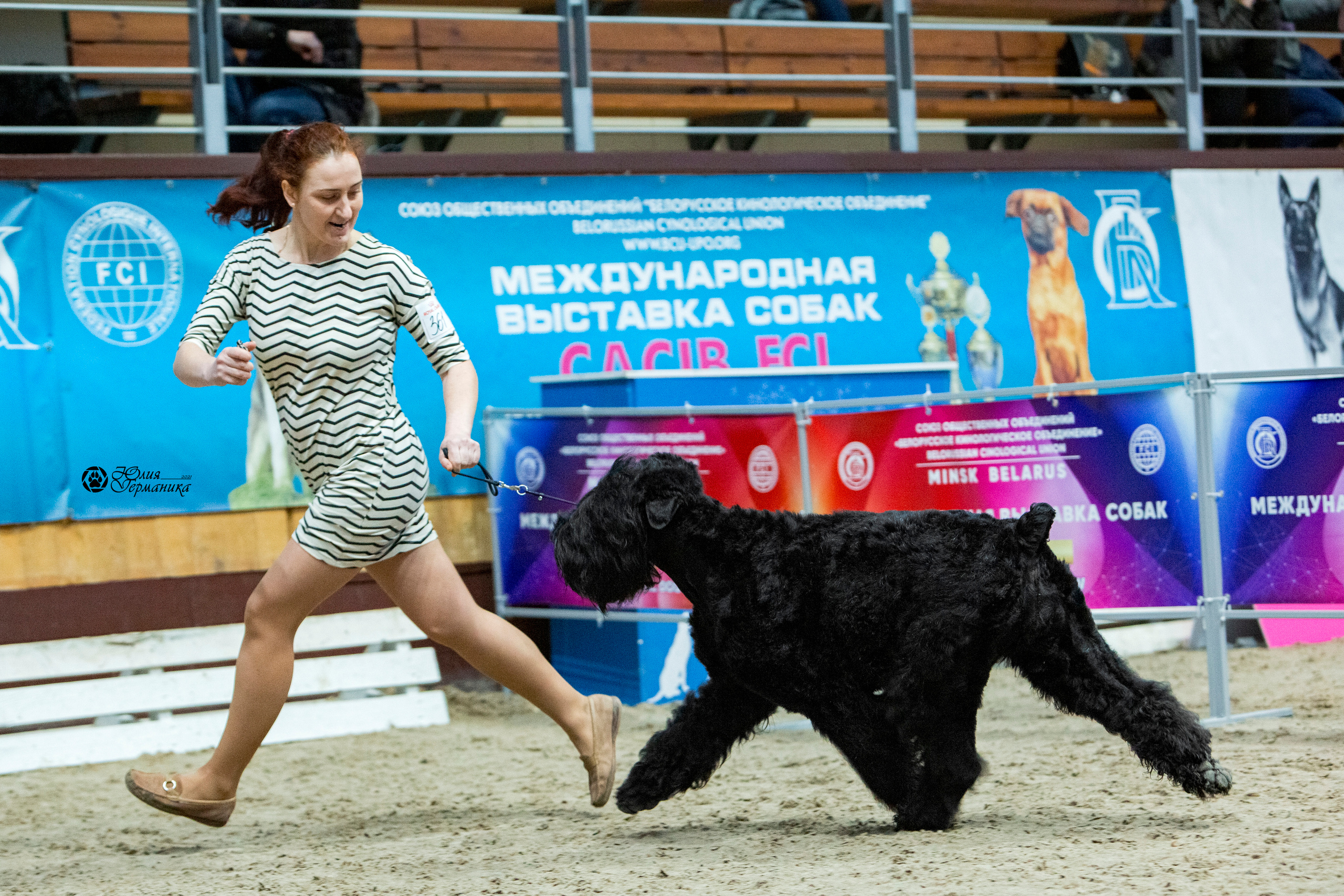 Минск 2хCACIB 27-28 ноября 2021. Фотограф-анималист Юлия Германика