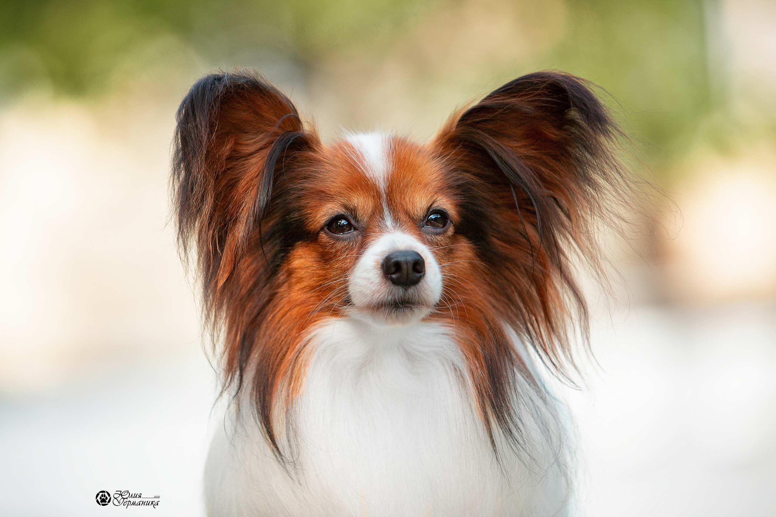 Свободная съемка. Фотограф-анималист Юлия Германика