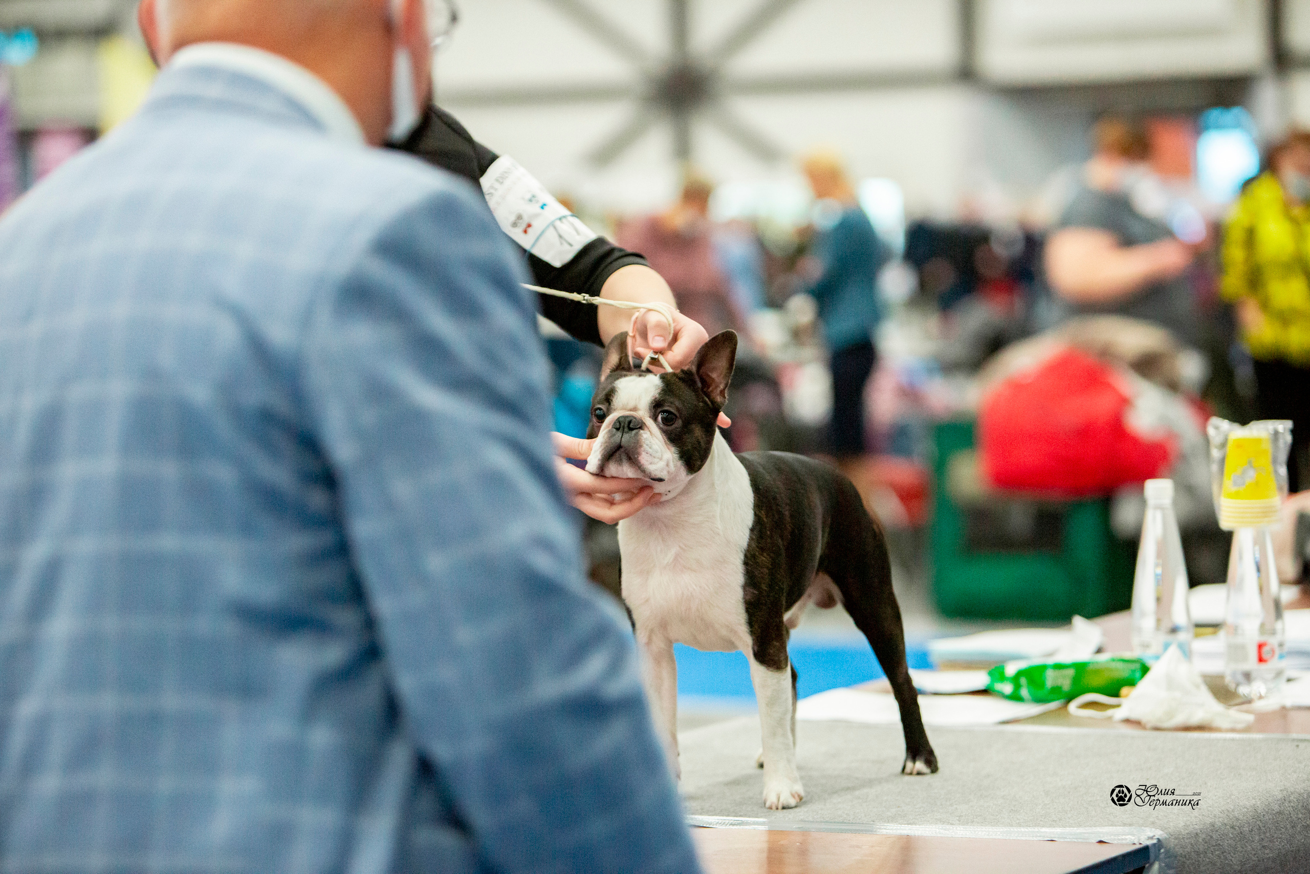 Санкт-Петербург 3хCACIB 10-12 декабря 2021. Фотограф-анималист Юлия Германика