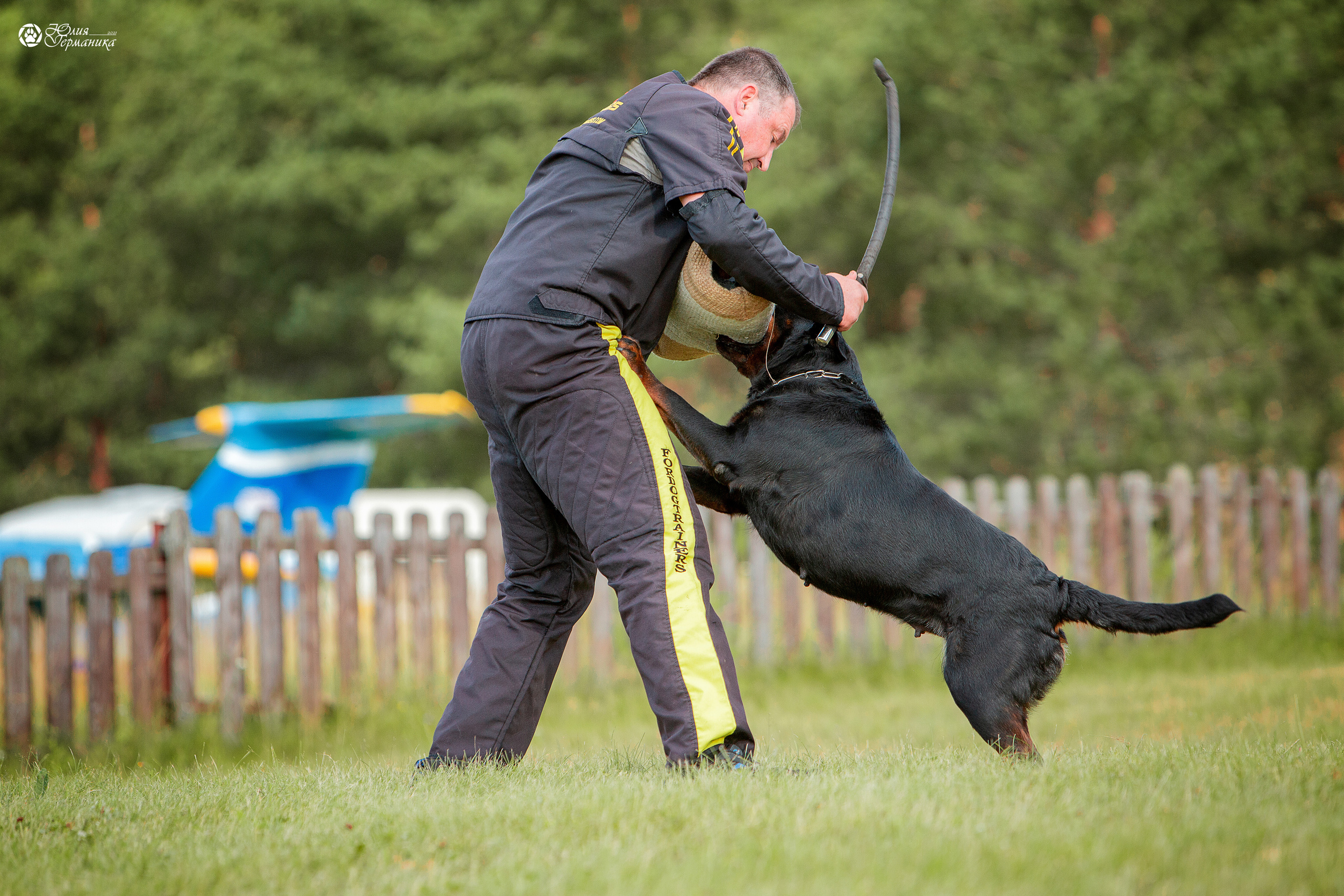 Тверь моно ротвейлеров 3-4 июля 2021. Фотограф-анималист Юлия Германика