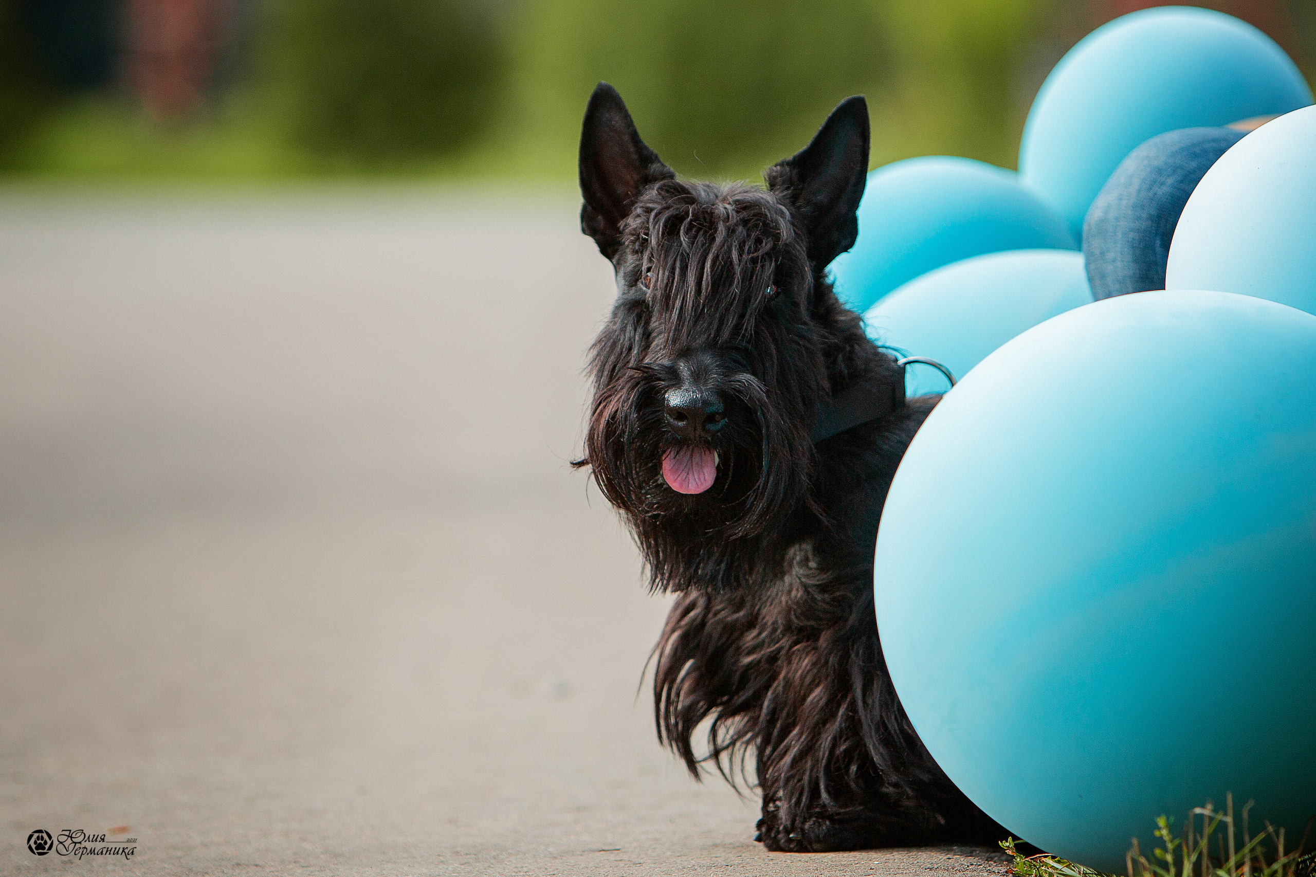 Свободная съемка. Фотограф-анималист Юлия Германика