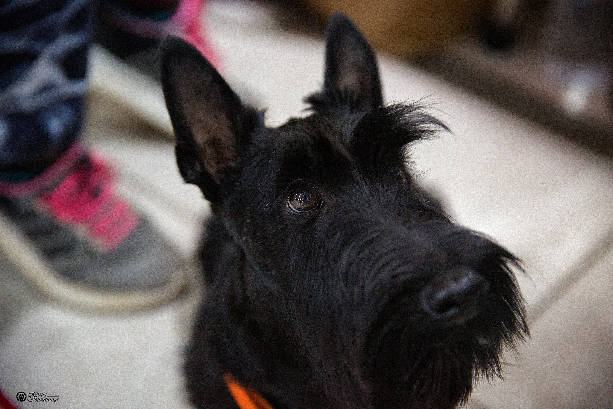 Чайна-Таун 2021. Фотограф-анималист Юлия Германика