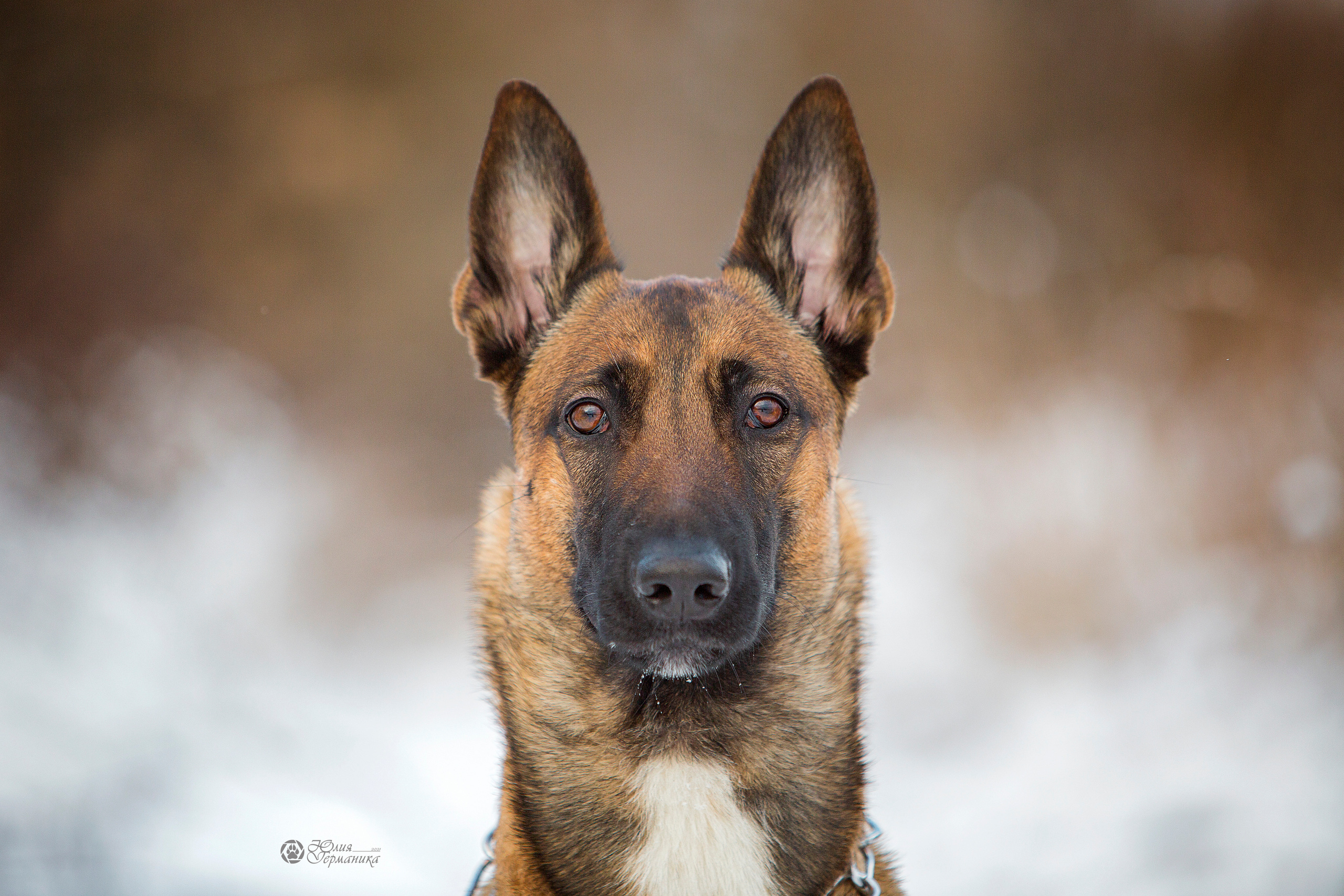 Свободная съемка. Фотограф-анималист Юлия Германика