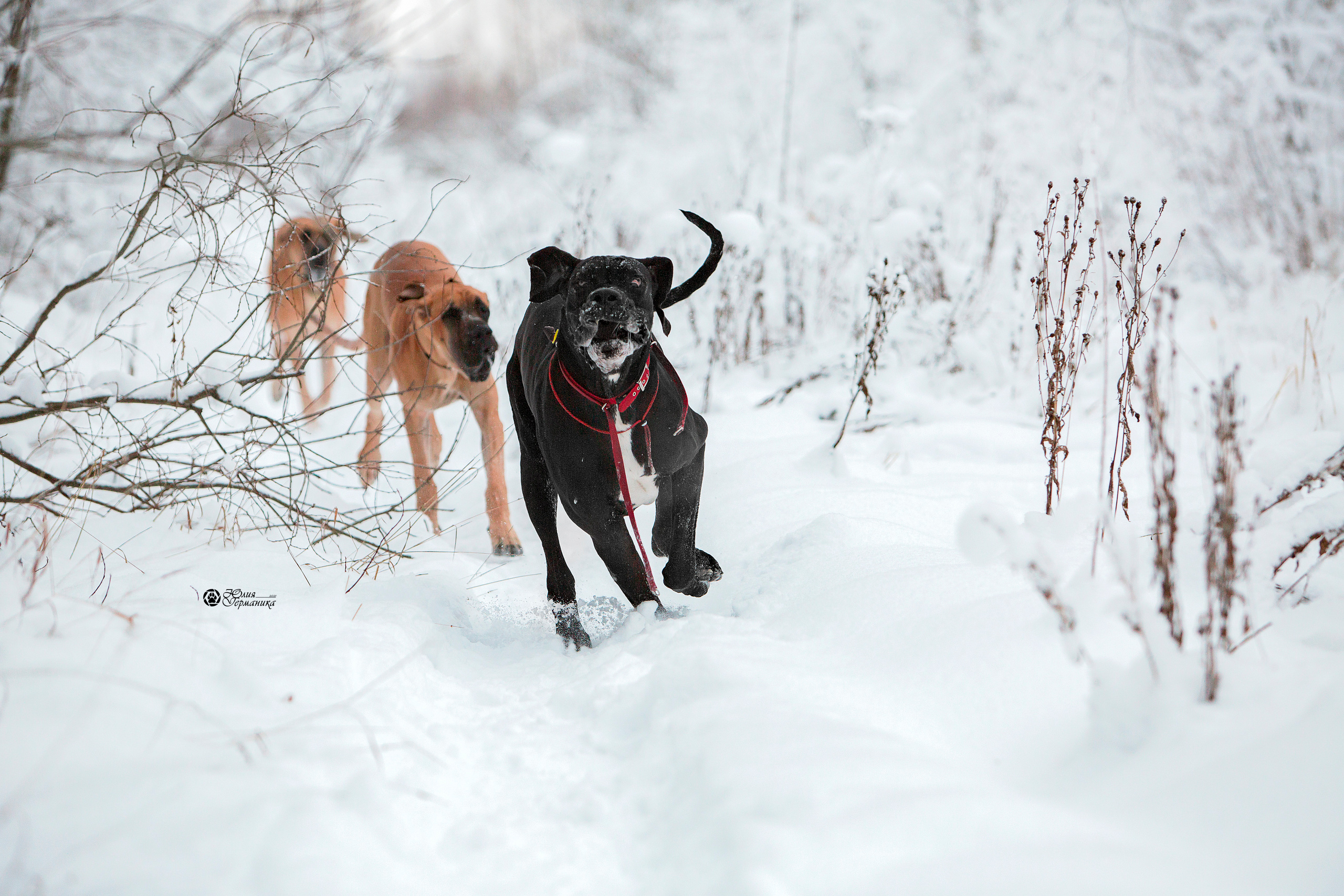 Свободная съемка. Фотограф-анималист Юлия Германика
