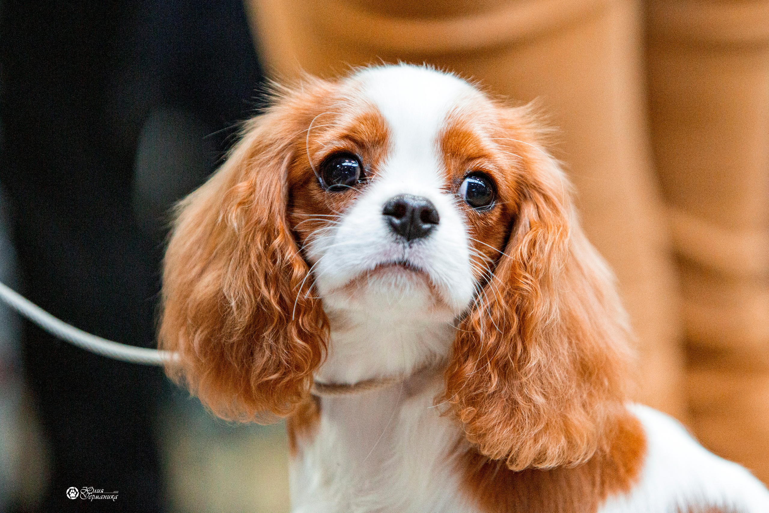 Минск 2хCACIB 27-28 ноября 2021. Фотограф-анималист Юлия Германика