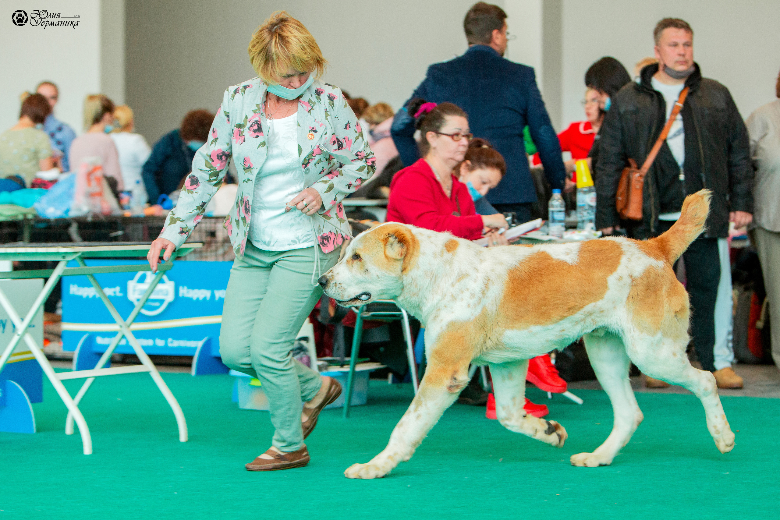 Нижний Новгород 3хCACIB 15-17 октября 2021. Фотограф-анималист Юлия Германика