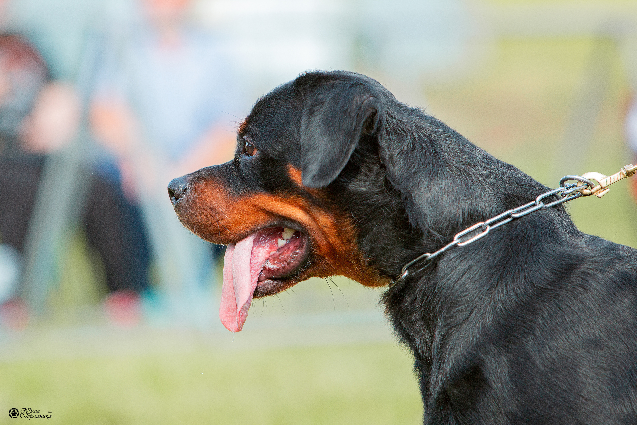 Рязань,Ховрино 14-15 августа 2021 моно ротвейлеров. Фотограф-анималист Юлия Германика