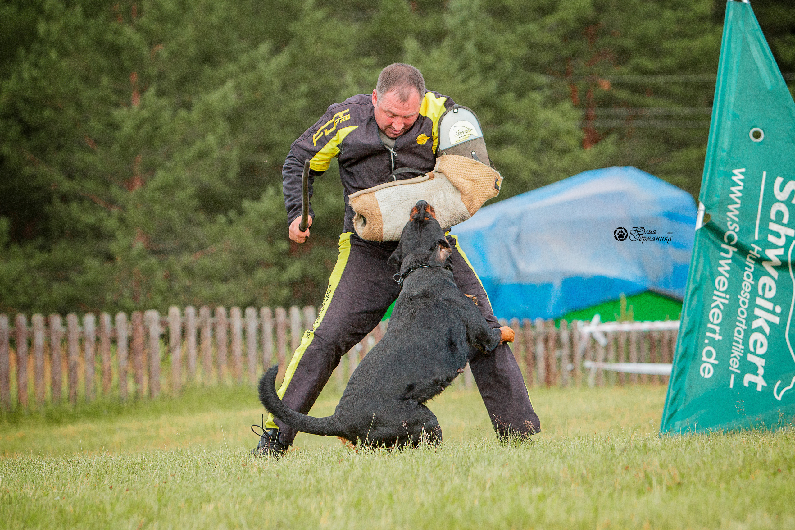 Тверь моно ротвейлеров 3-4 июля 2021. Фотограф-анималист Юлия Германика