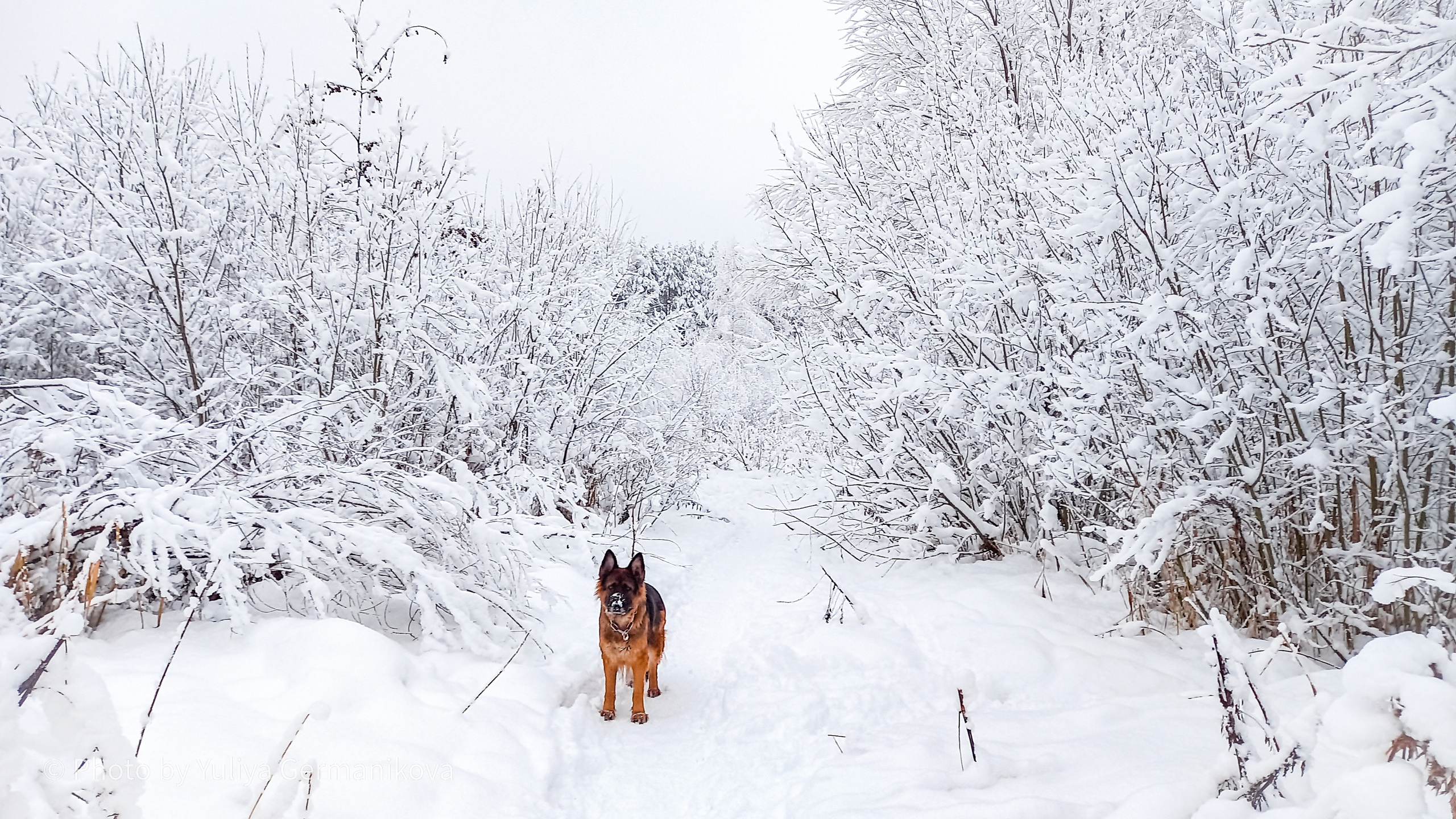 Разные фото на телефон.Города,природа. Фотограф-анималист Юлия Германика