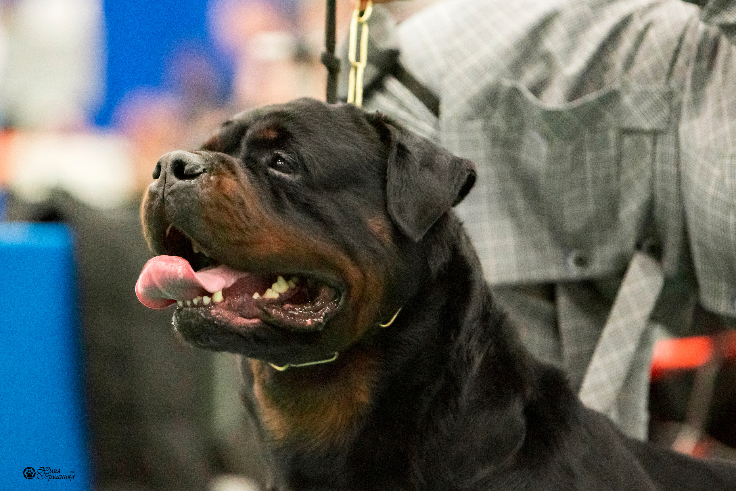 Санкт-Петербург 3хCACIB 10-12 декабря 2021. Фотограф-анималист Юлия Германика