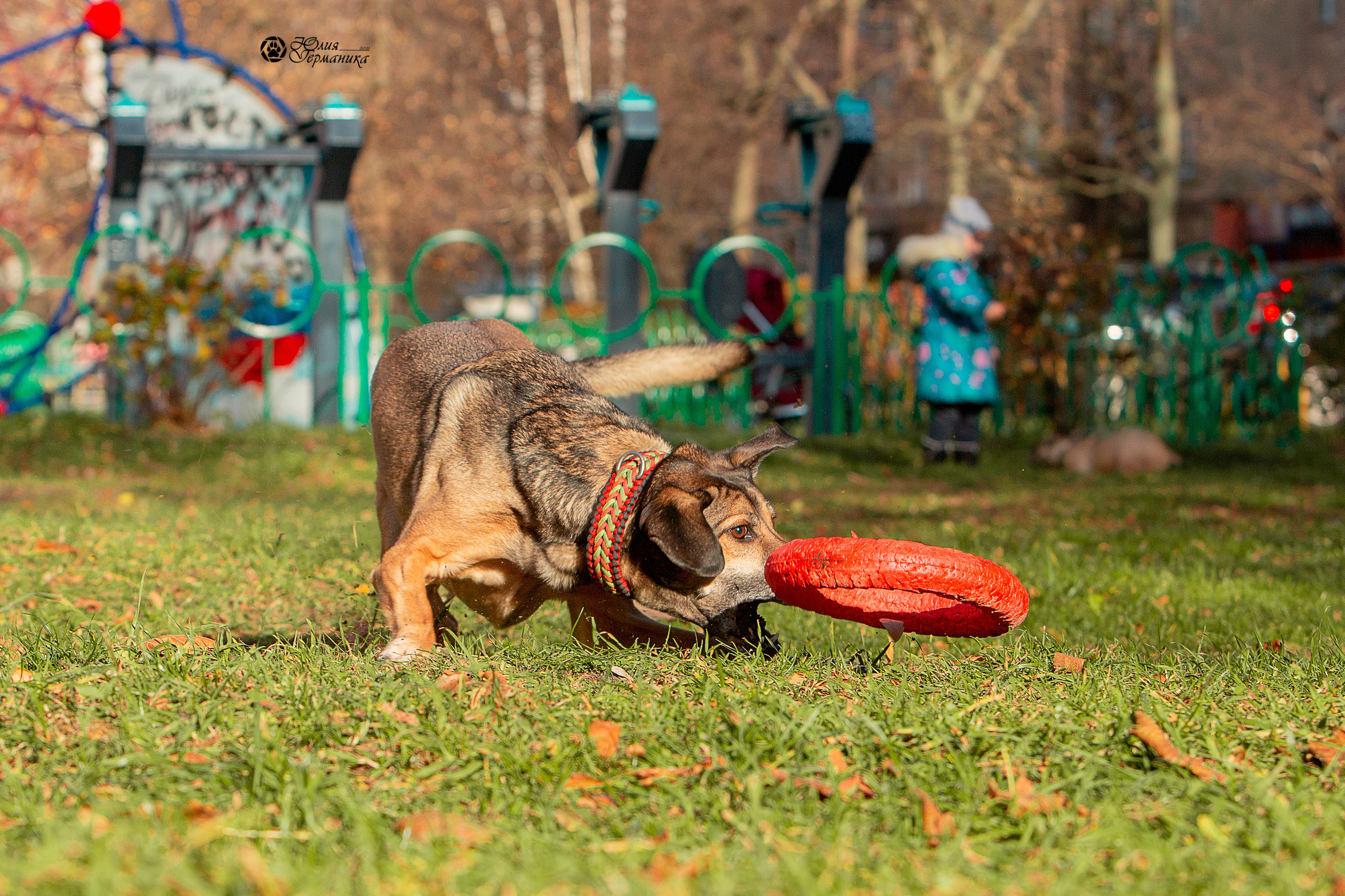 Свободная съемка. Фотограф-анималист Юлия Германика