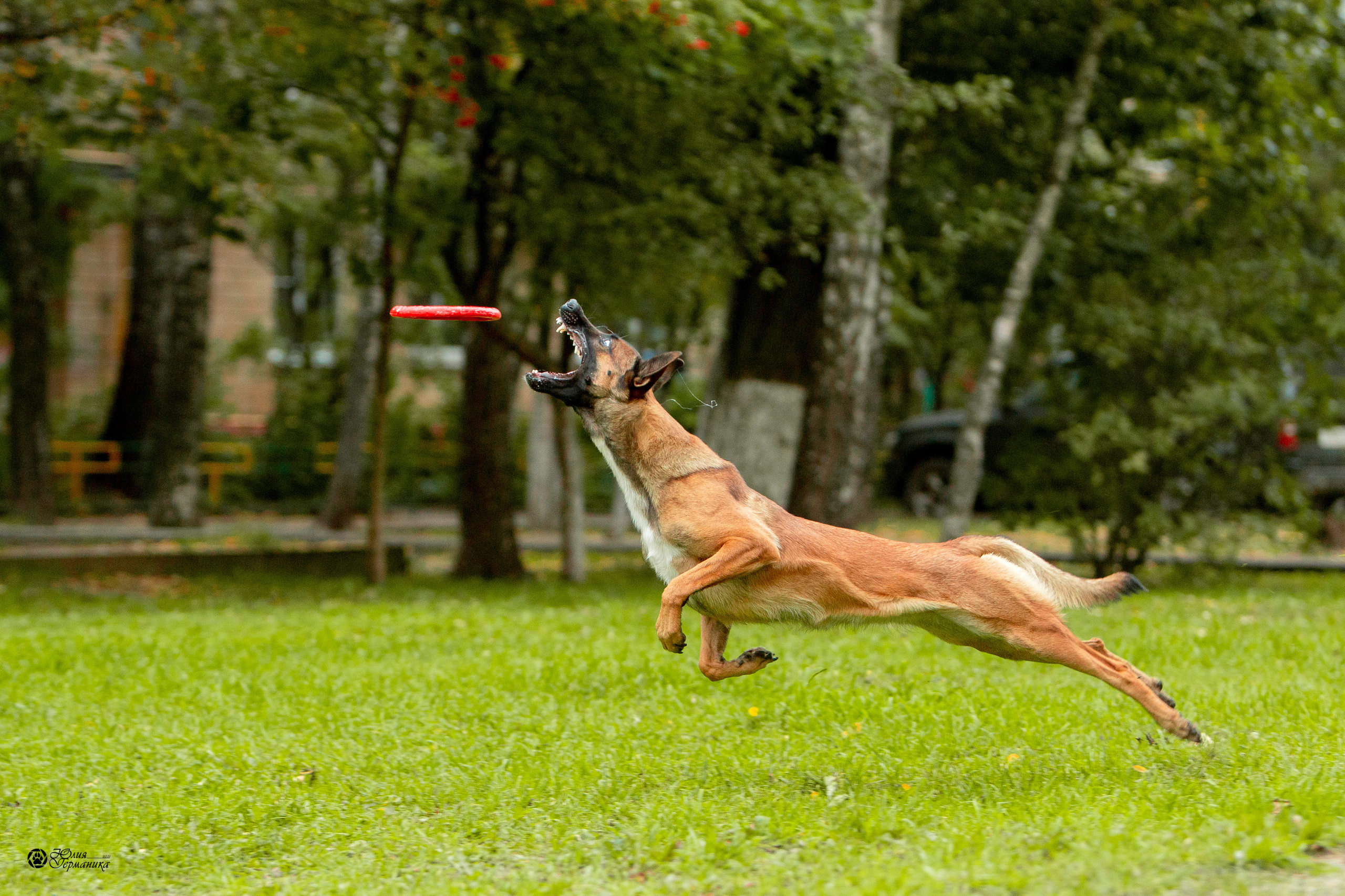 Свободная съемка. Фотограф-анималист Юлия Германика