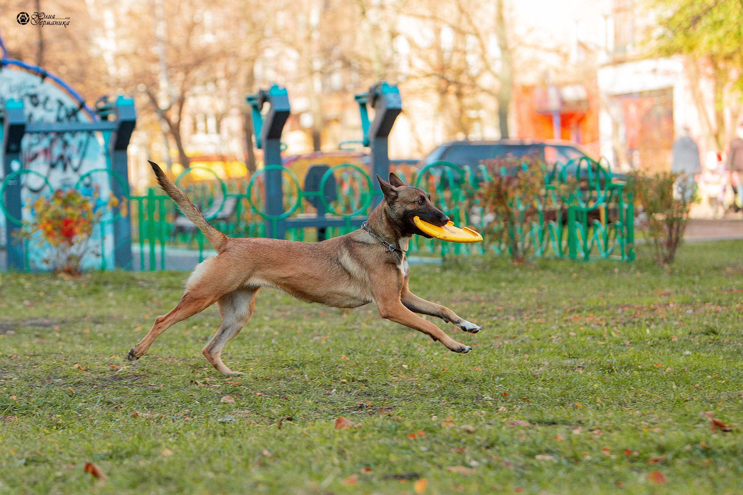 Свободная съемка. Фотограф-анималист Юлия Германика