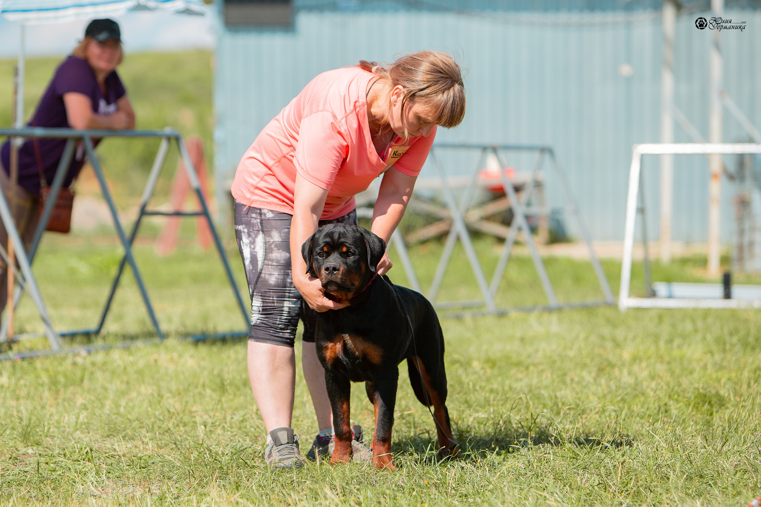 Рязань,Ховрино 14-15 августа 2021 моно ротвейлеров. Фотограф-анималист Юлия Германика