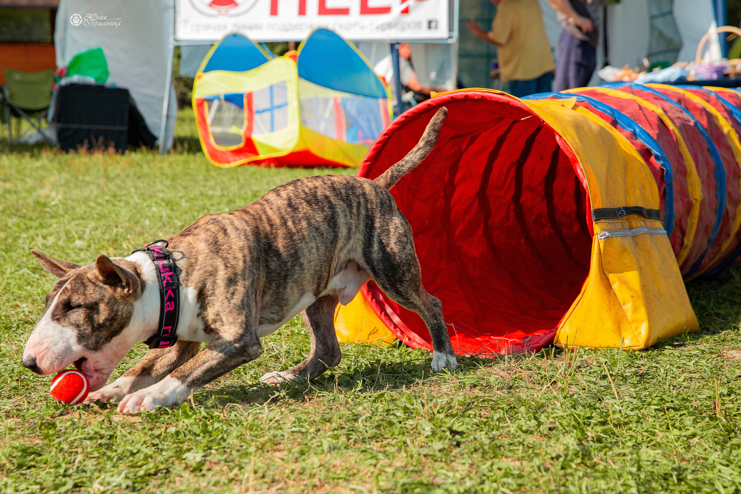 Свободная съемка. Фотограф-анималист Юлия Германика