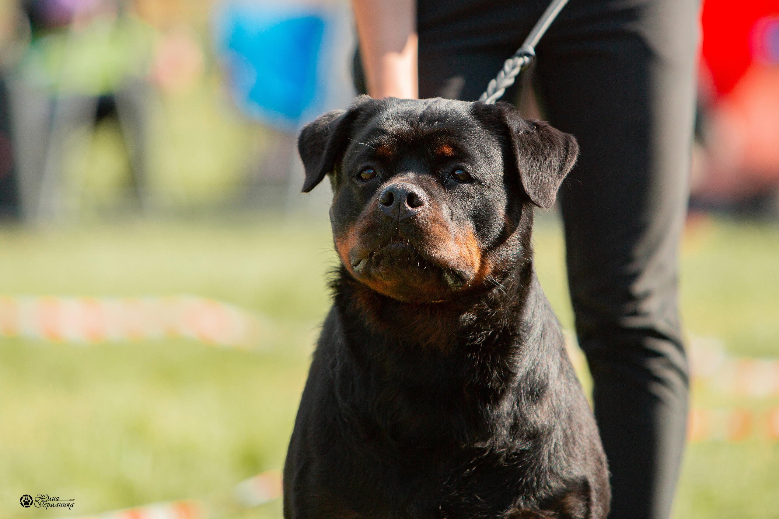 Рязань,Ховрино 14-15 августа 2021 моно ротвейлеров. Фотограф-анималист Юлия Германика