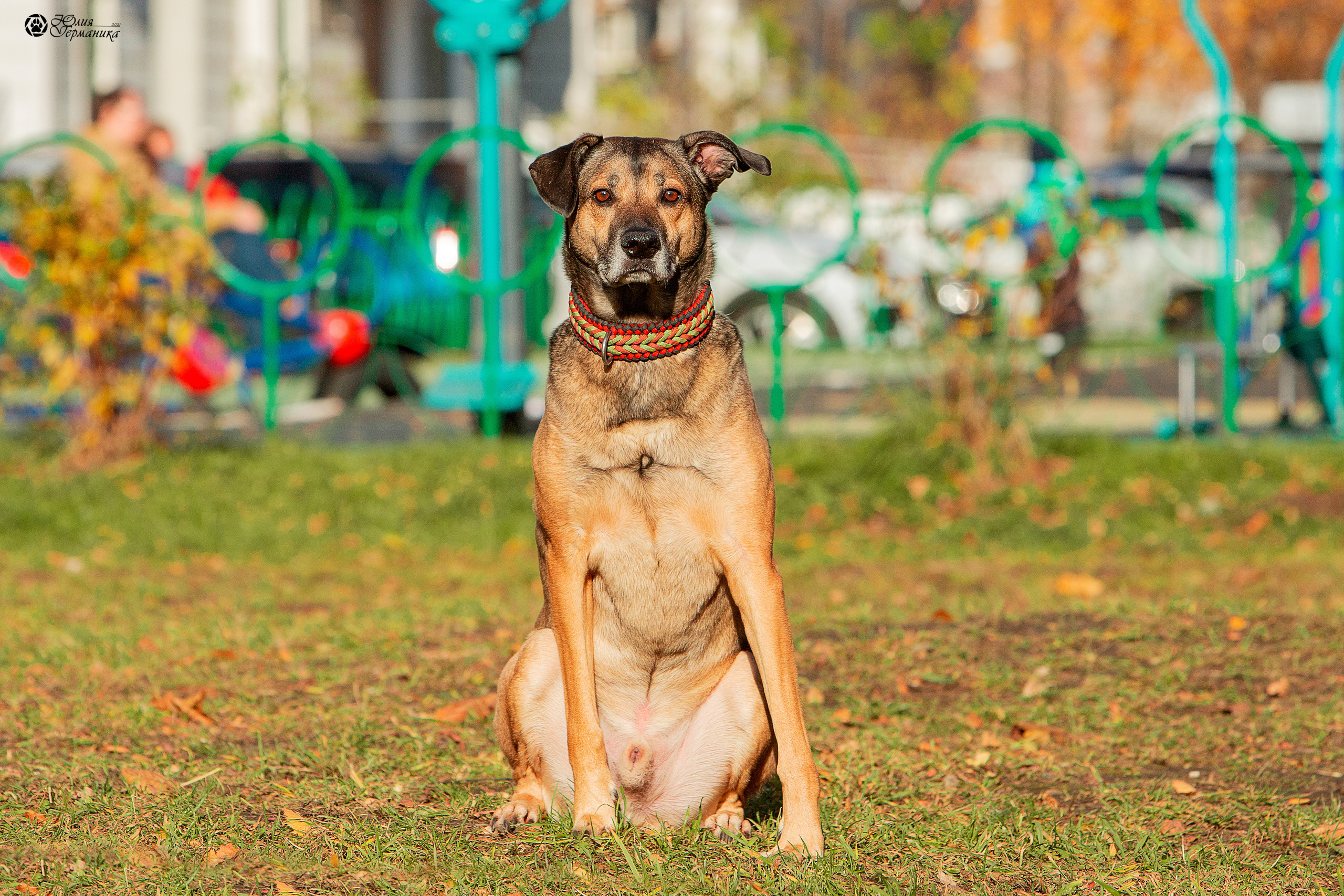 Свободная съемка. Фотограф-анималист Юлия Германика