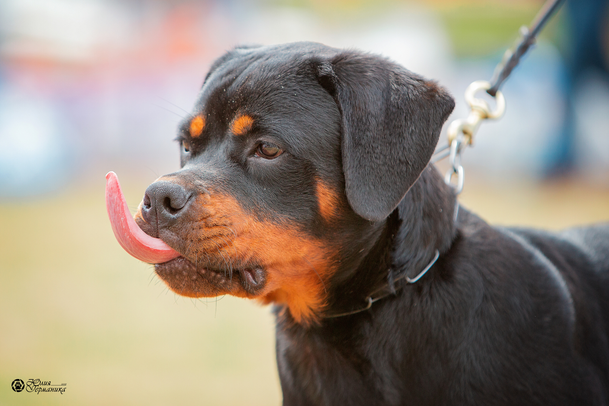 Тверь моно ротвейлеров 3-4 июля 2021. Фотограф-анималист Юлия Германика
