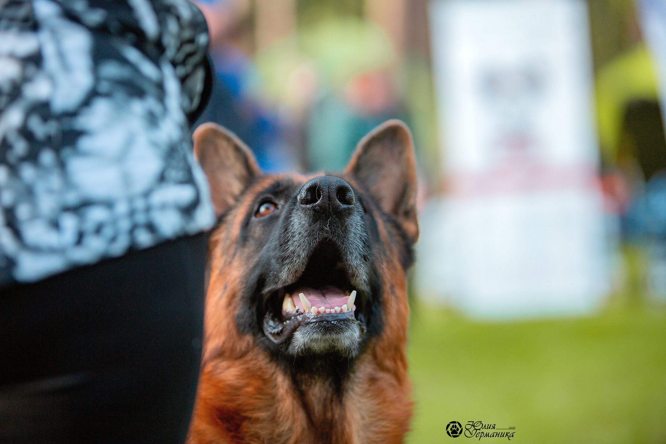 Псков 2xСАСIB 18-19 сентября 2021. Фотограф-анималист Юлия Германика