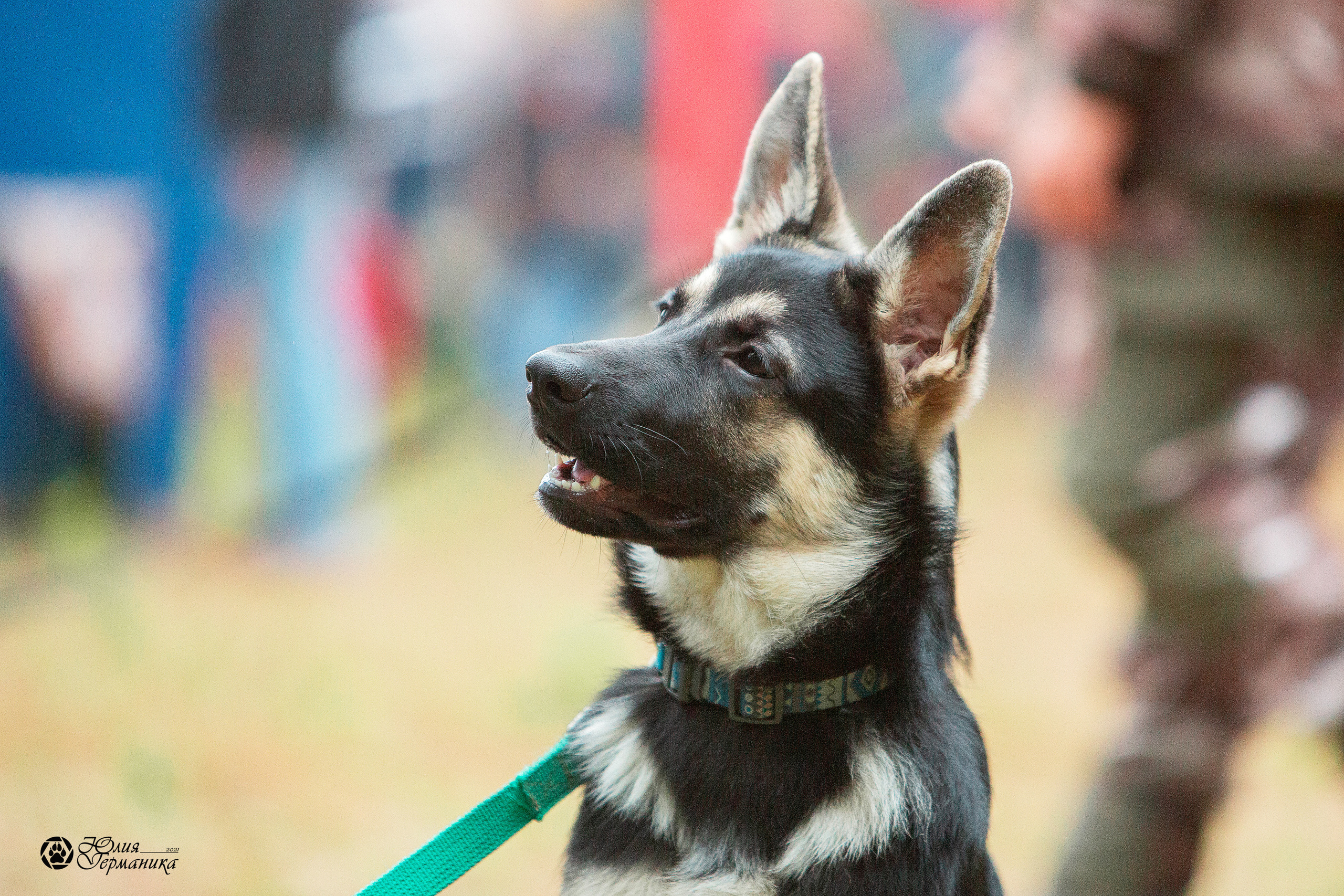 Свободная съемка. Фотограф-анималист Юлия Германика