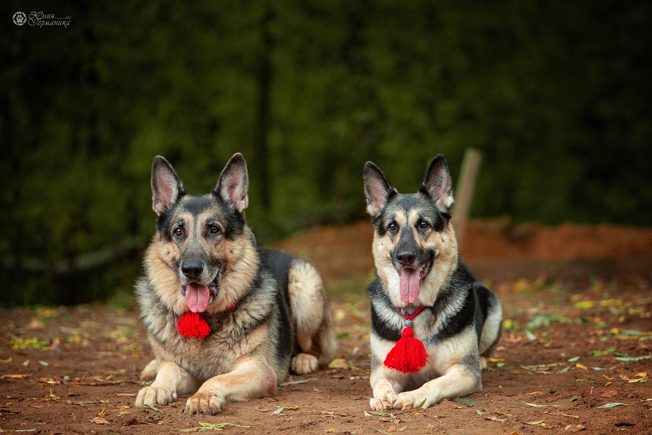 Свободная съемка. Фотограф-анималист Юлия Германика