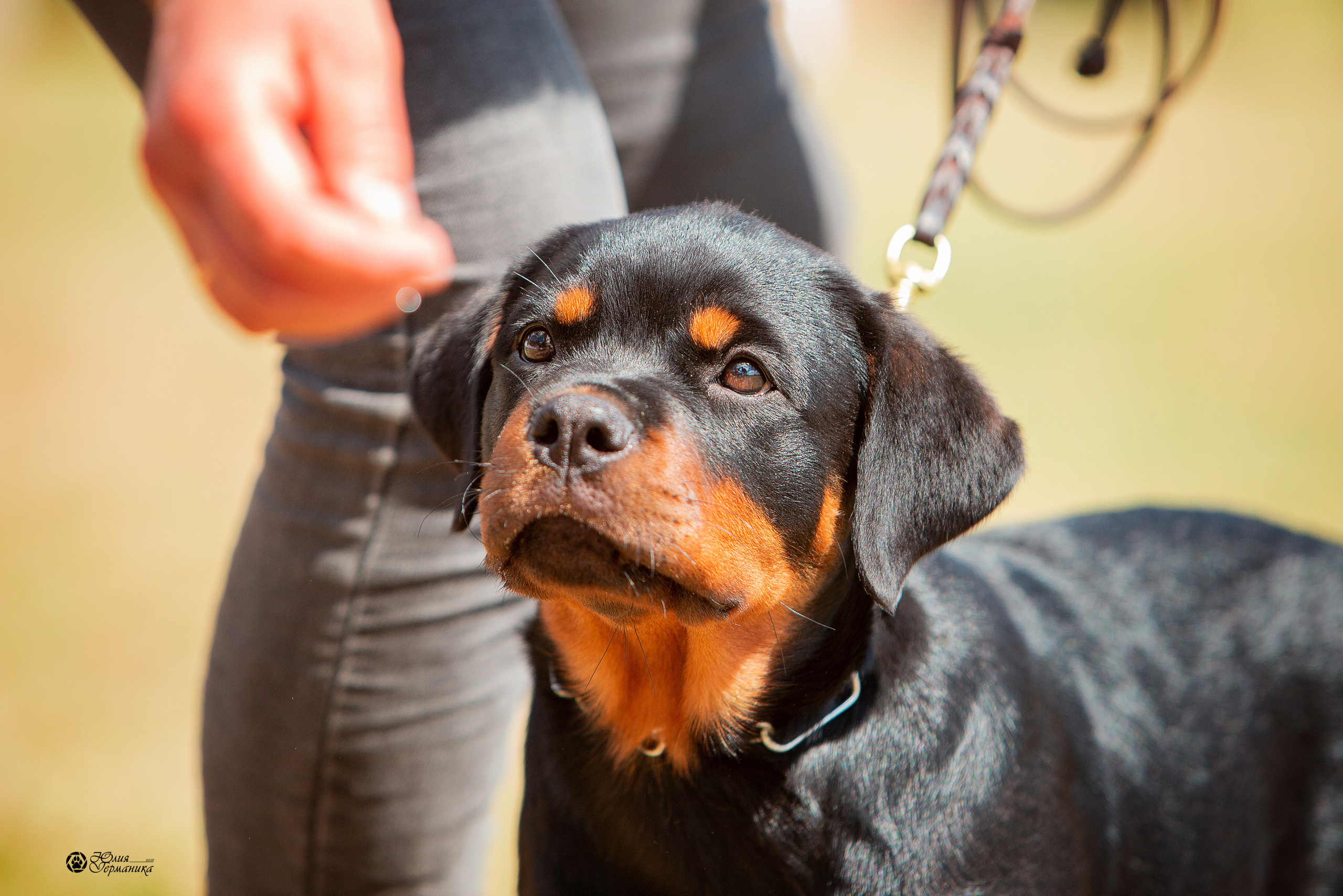 Тверь моно ротвейлеров 3-4 июля 2021. Фотограф-анималист Юлия Германика
