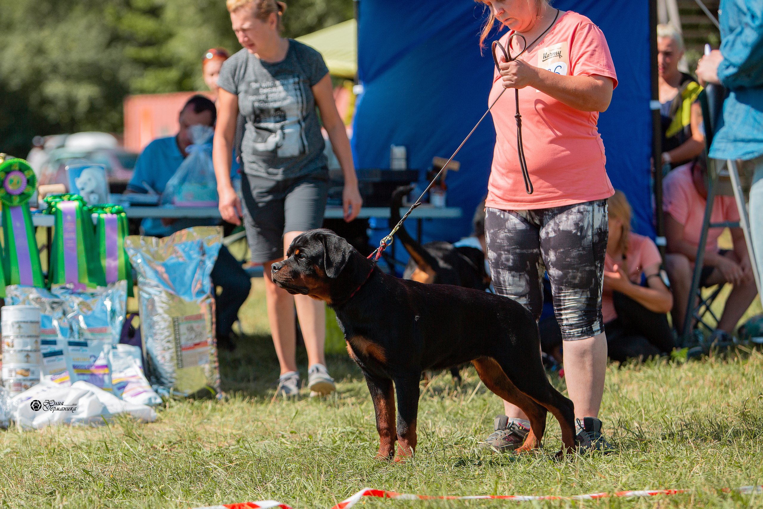 Рязань,Ховрино 14-15 августа 2021 моно ротвейлеров. Фотограф-анималист Юлия Германика