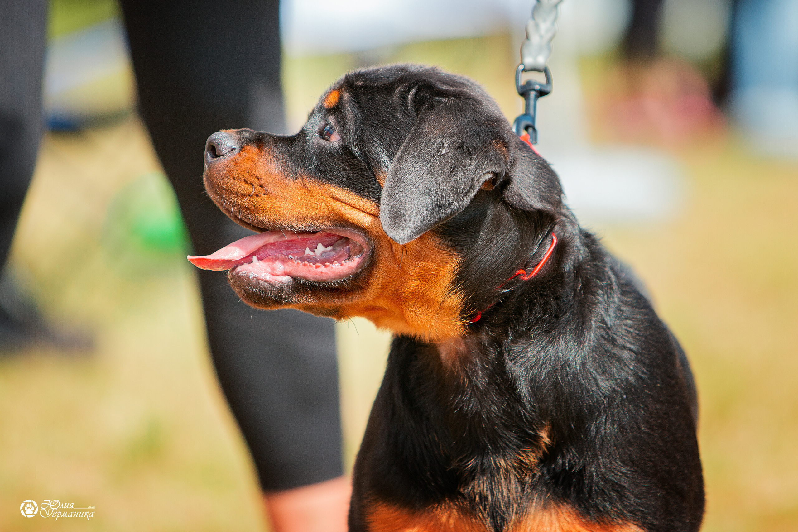 Тверь моно ротвейлеров 3-4 июля 2021. Фотограф-анималист Юлия Германика
