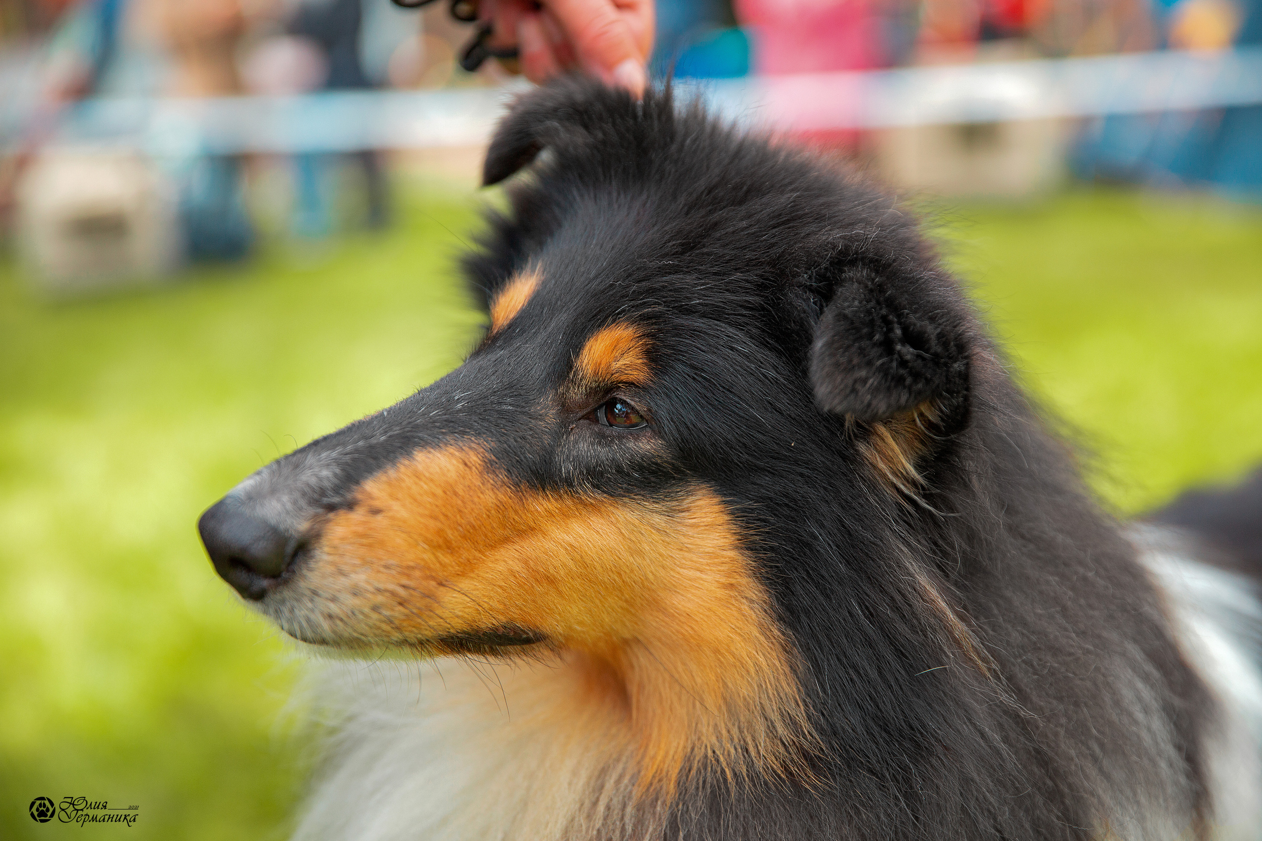 Псков 2xСАСIB 18-19 сентября 2021. Фотограф-анималист Юлия Германика