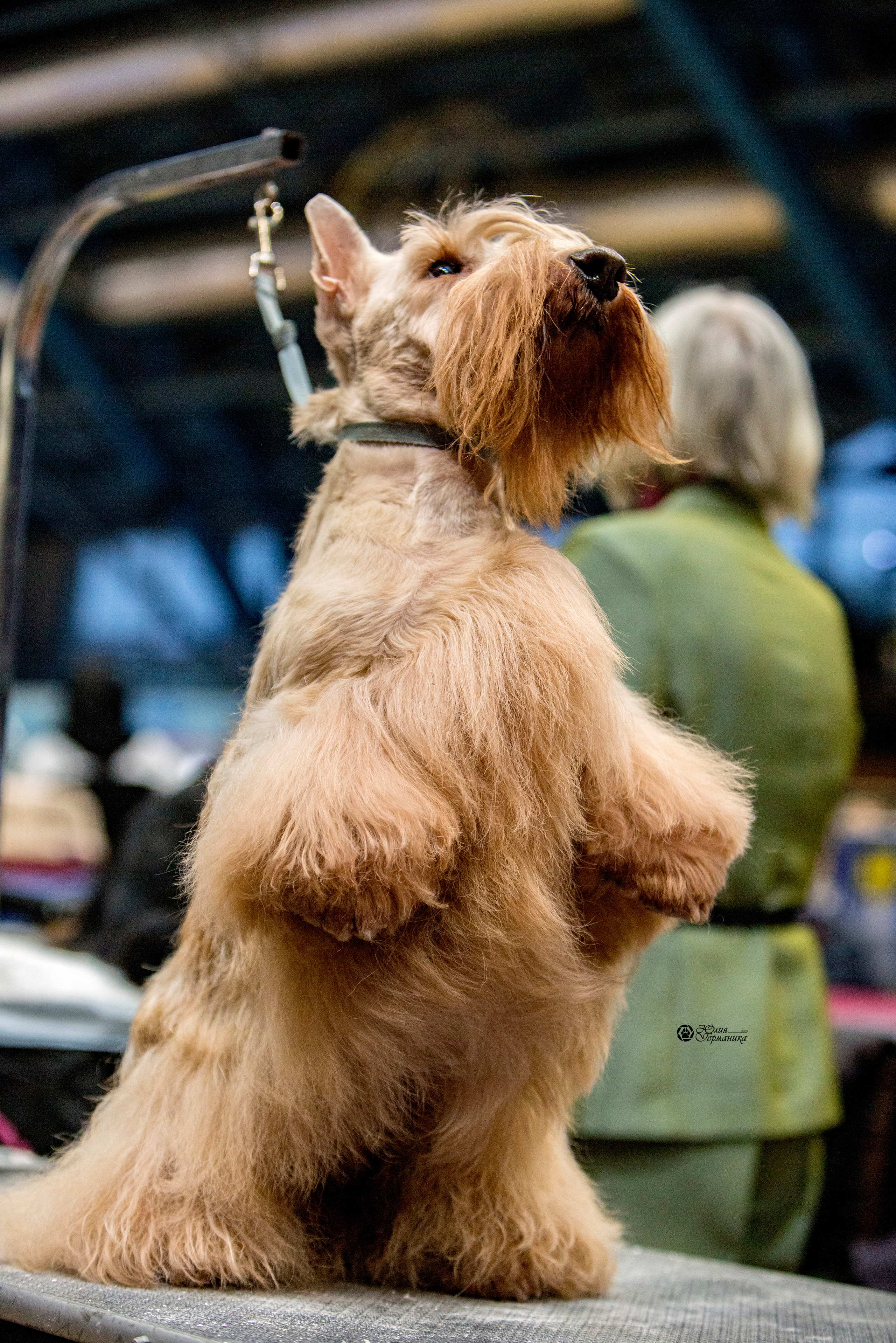 Минск 2хCACIB 27-28 ноября 2021. Фотограф-анималист Юлия Германика