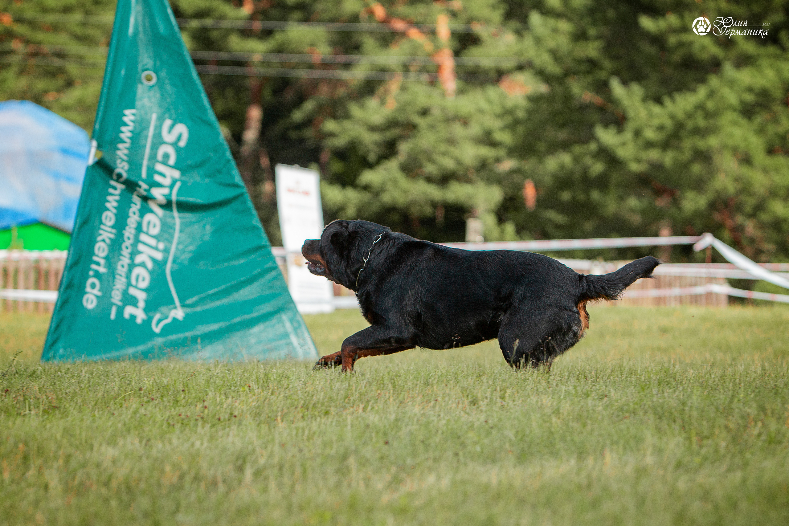 Тверь моно ротвейлеров 3-4 июля 2021. Фотограф-анималист Юлия Германика