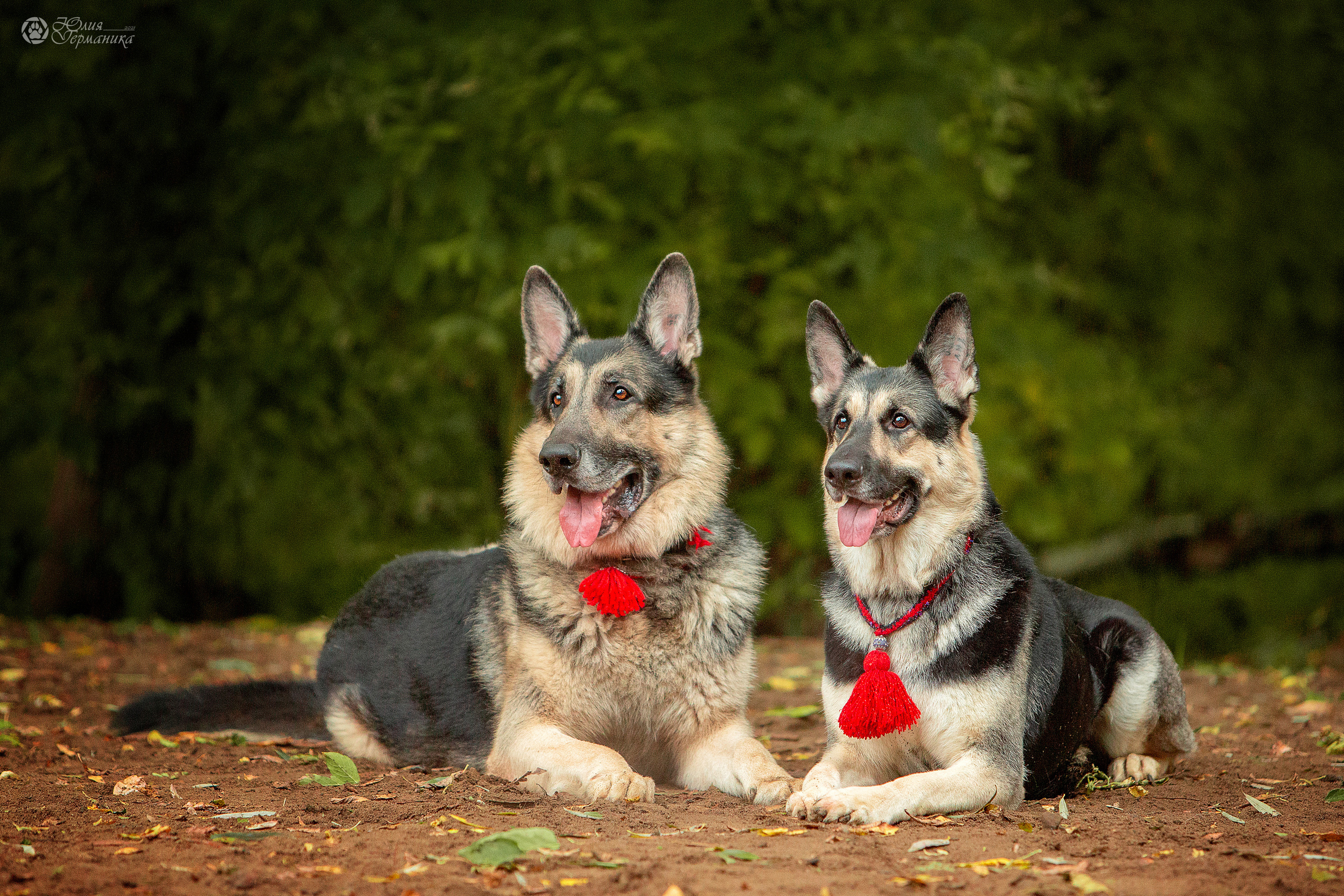 Свободная съемка. Фотограф-анималист Юлия Германика