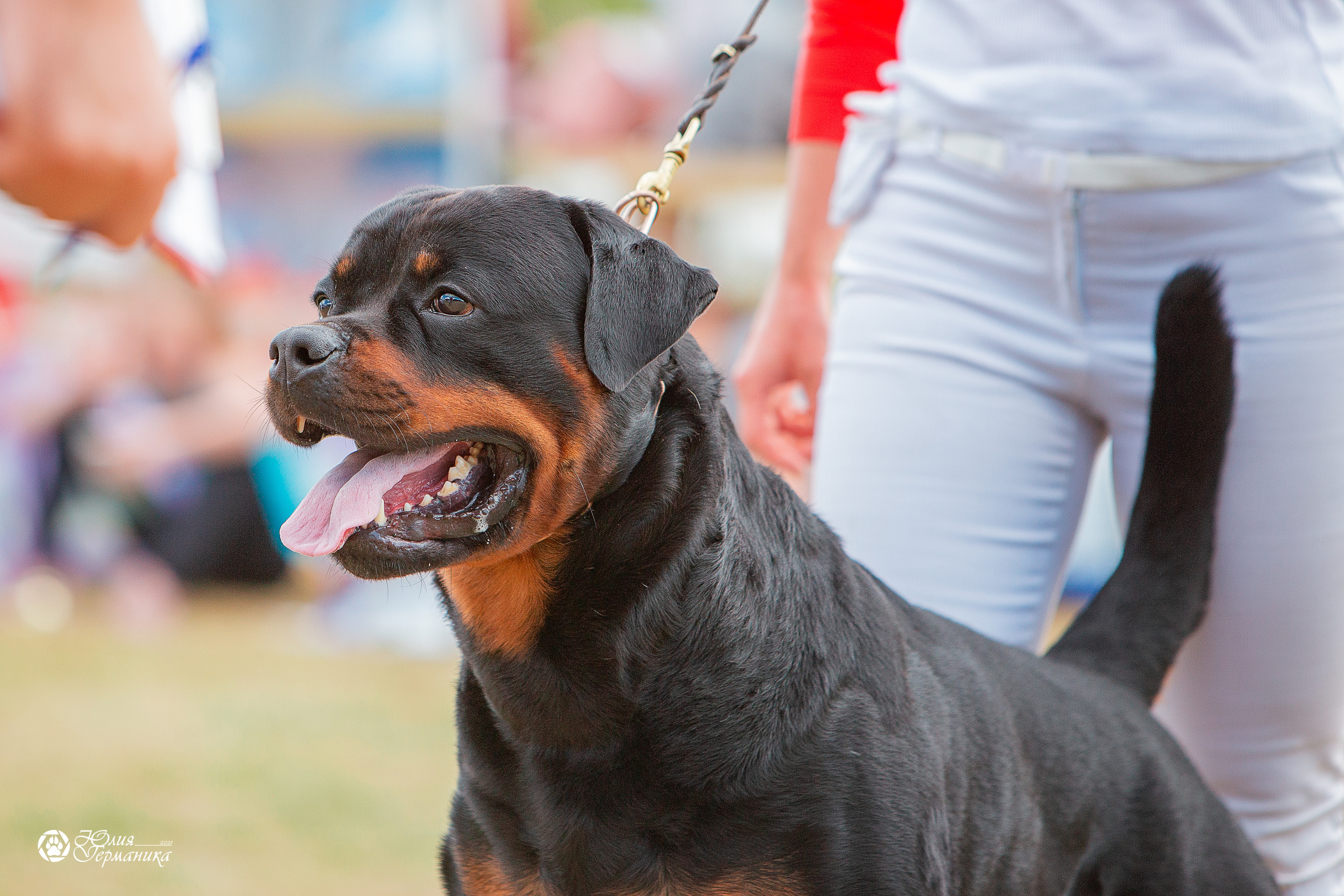 Тверь моно ротвейлеров 3-4 июля 2021. Фотограф-анималист Юлия Германика
